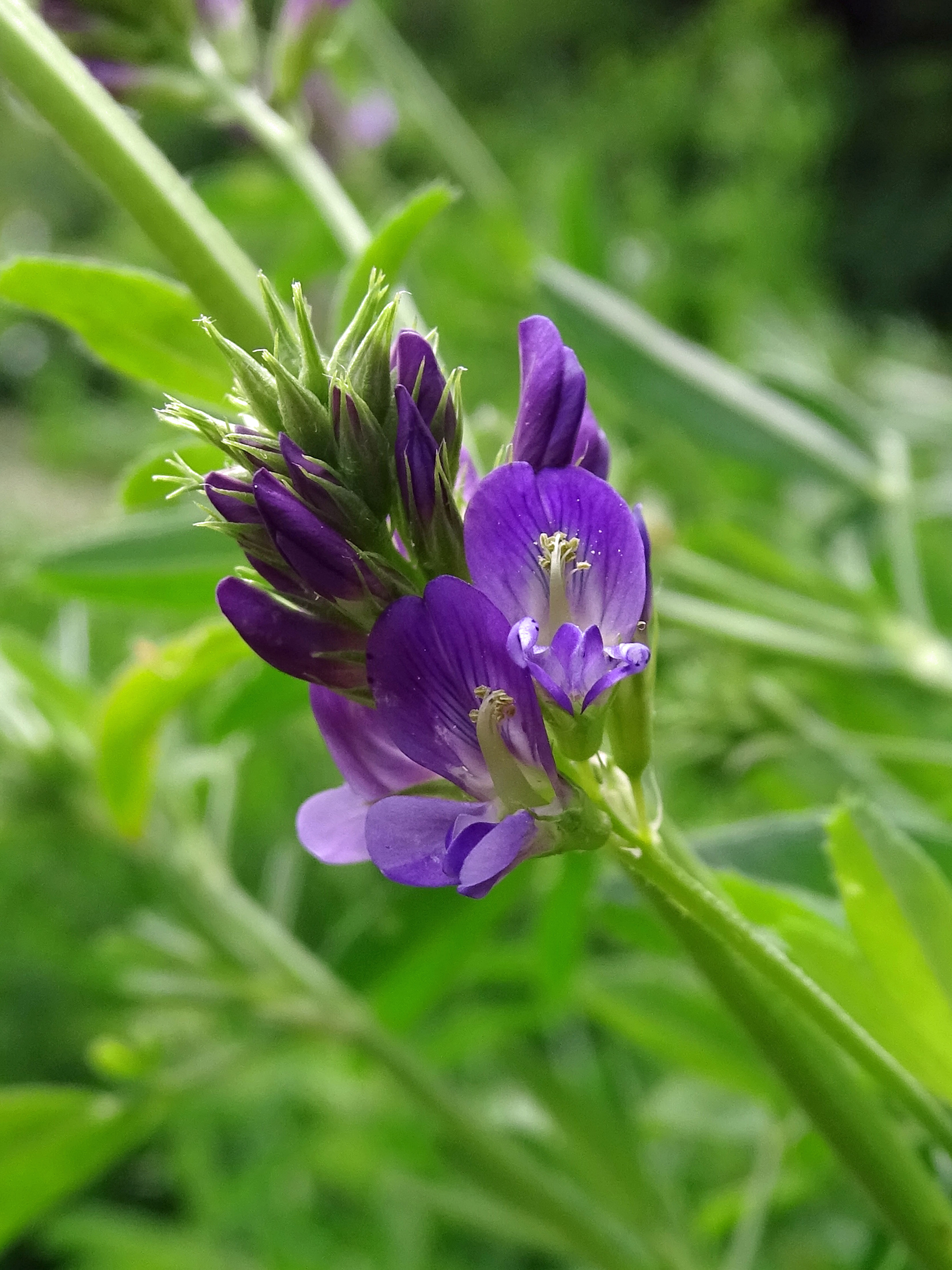 Luzerne / Medicago sativa