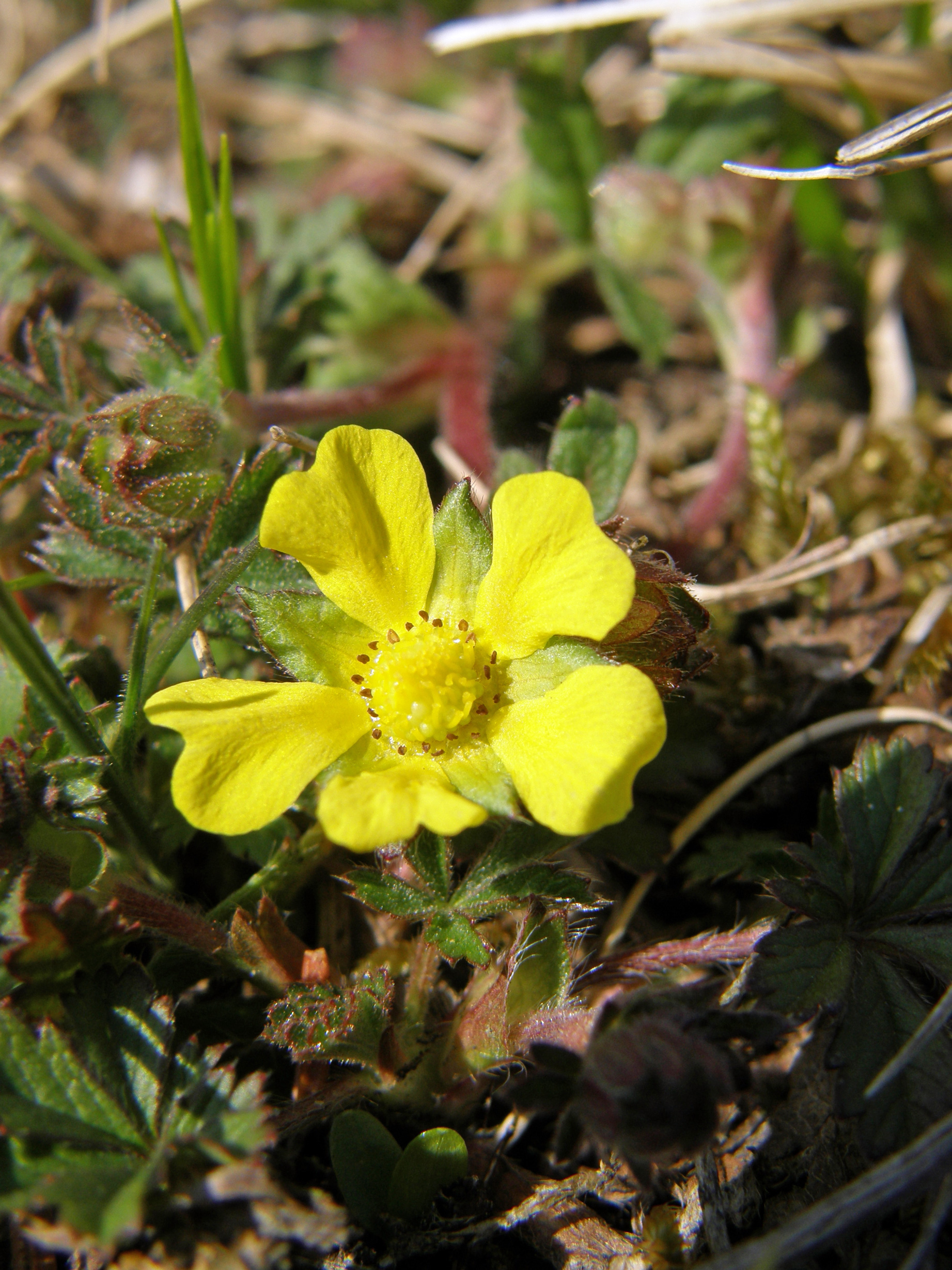 Rötliches Fingerkraut / Potentilla heptapyhlla