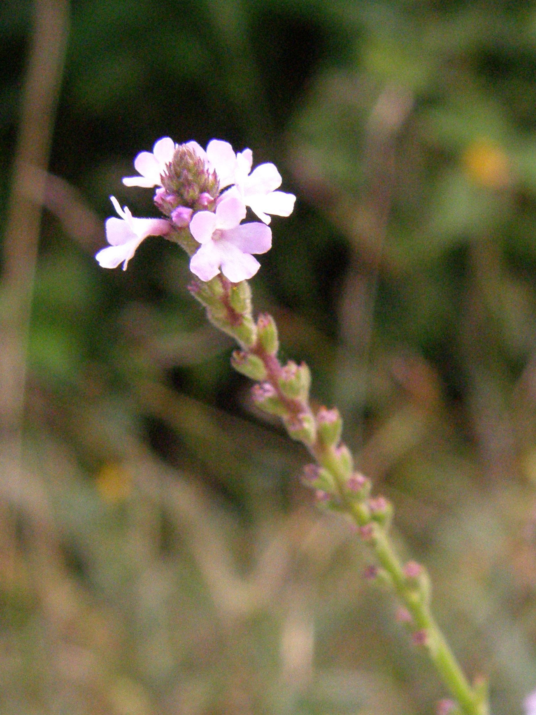 Gewöhnliches Eisenkraut / Verbena officinalis