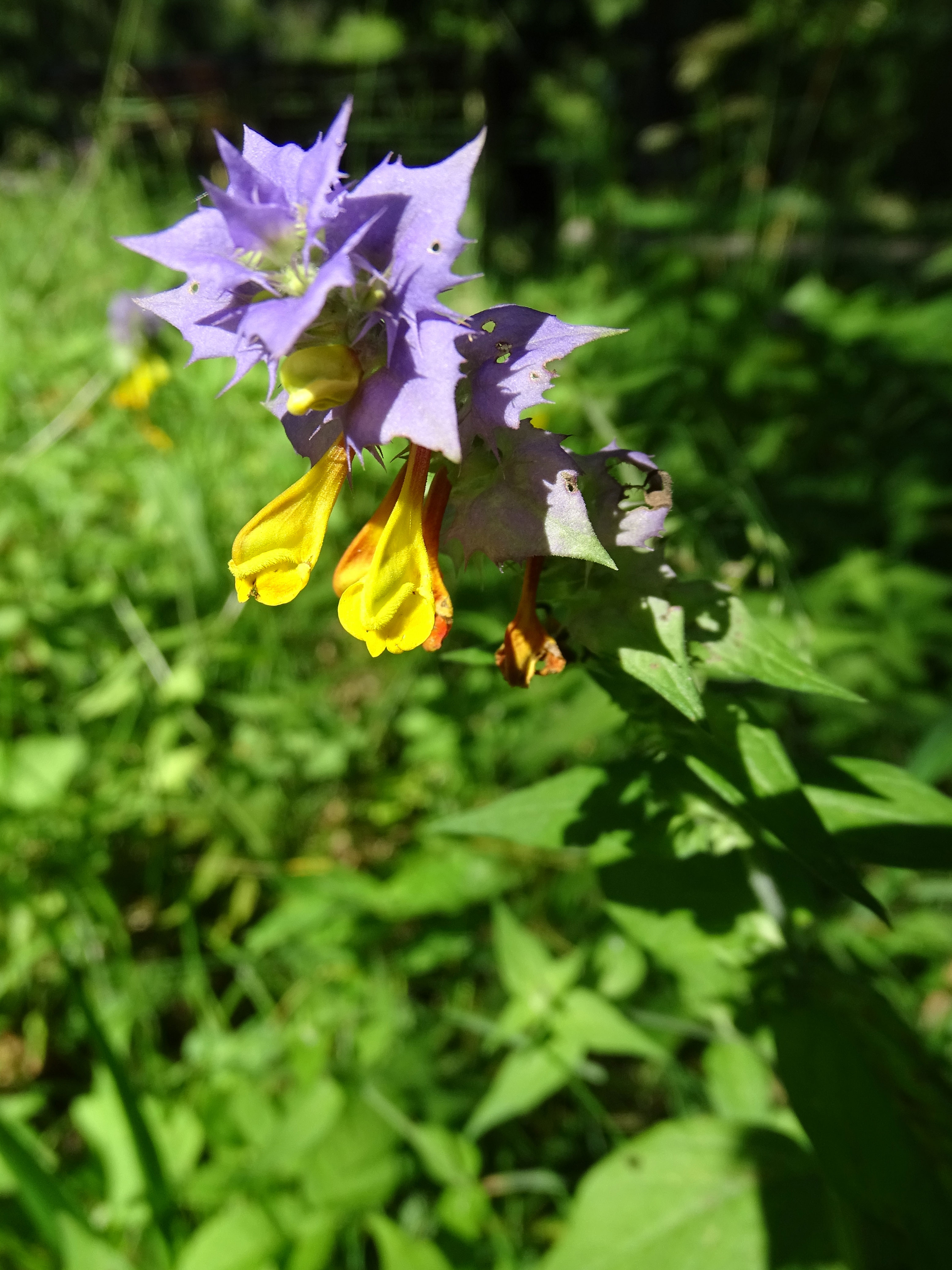 Hain-Wachtelweizen / Melampyrum nemorosum