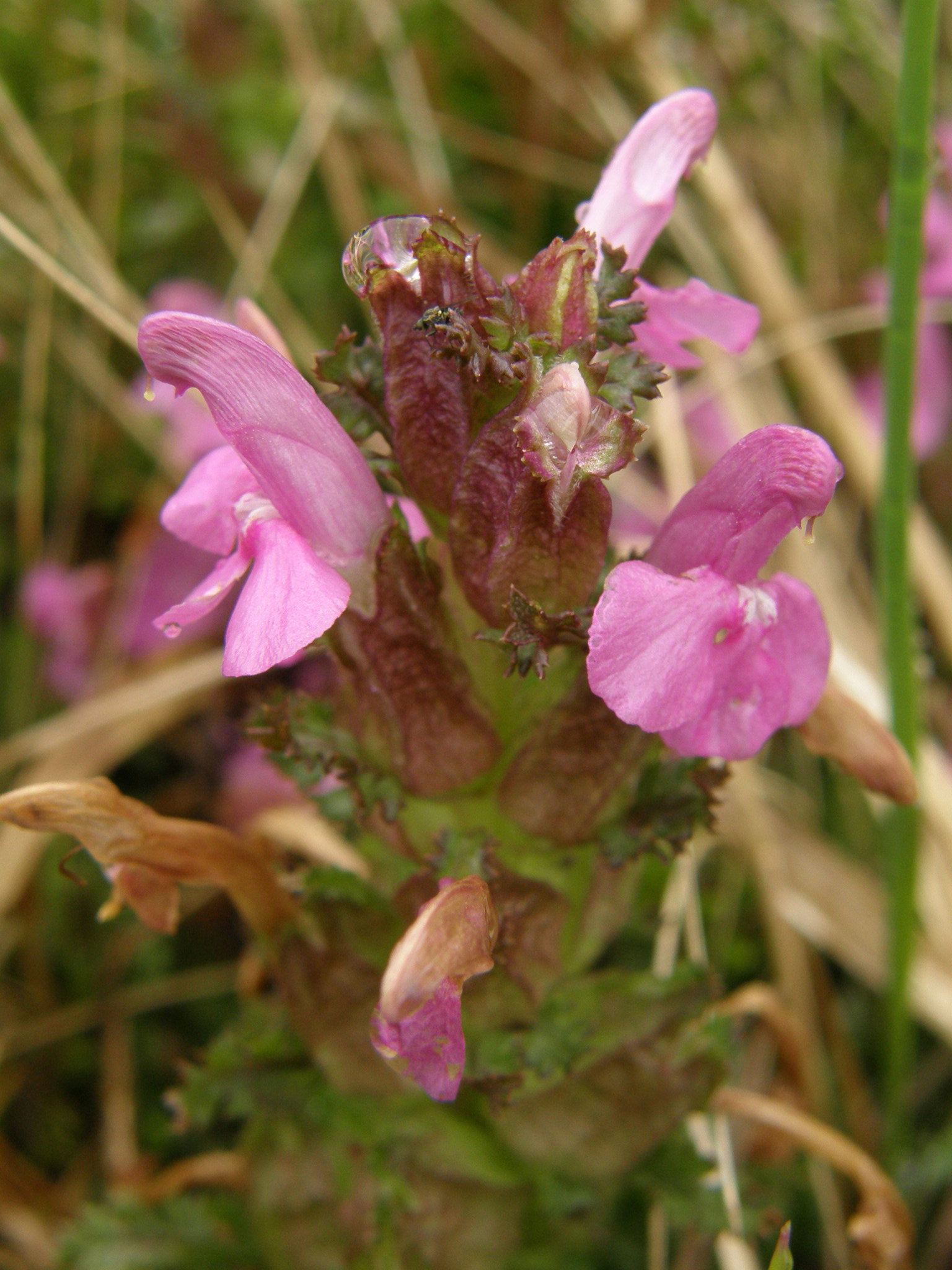 Wald-Läusekraut / Pedicularis sylvatica