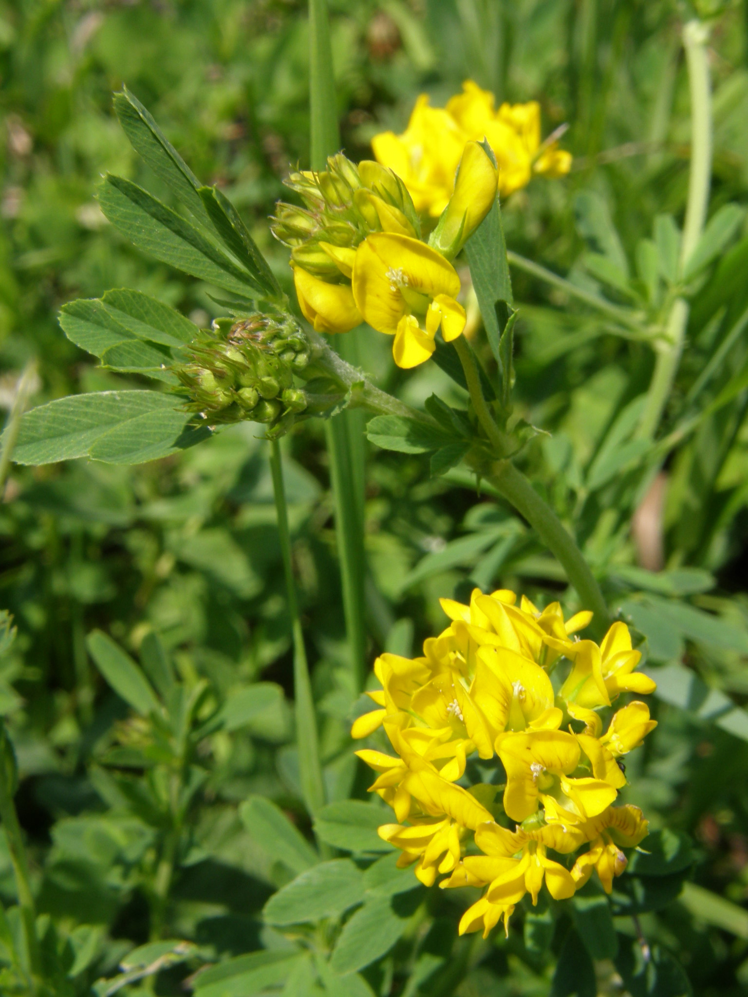 Gold-Klee / Trifolium aureum