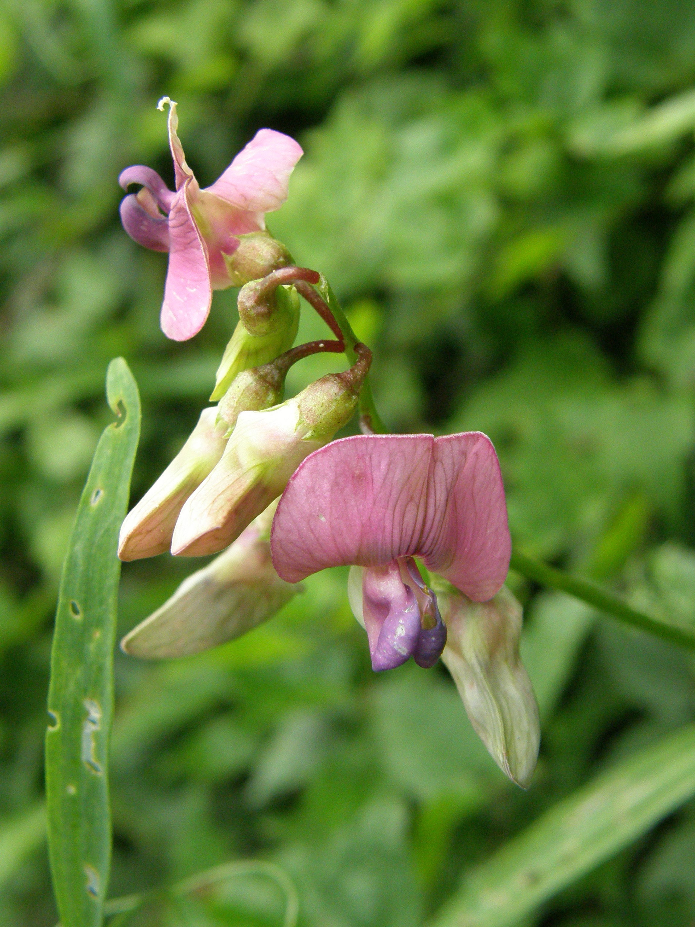 Wald-Platterbse / Lathyrus sylvestris