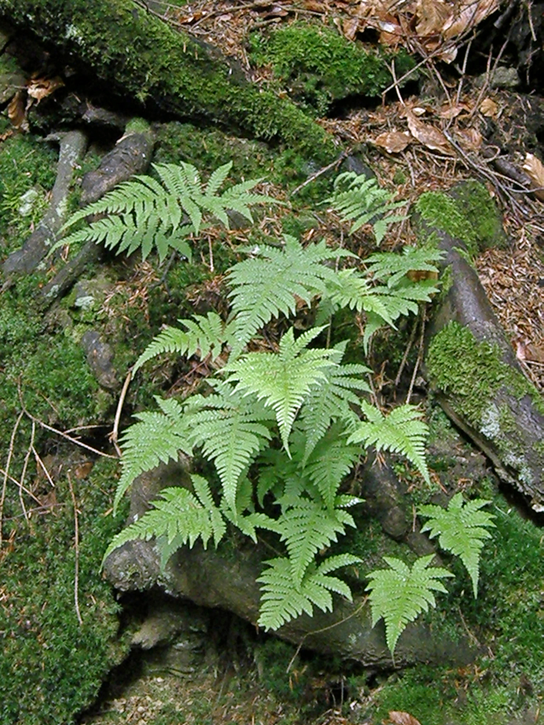 Buchenfarn / Phegopteris connectilis