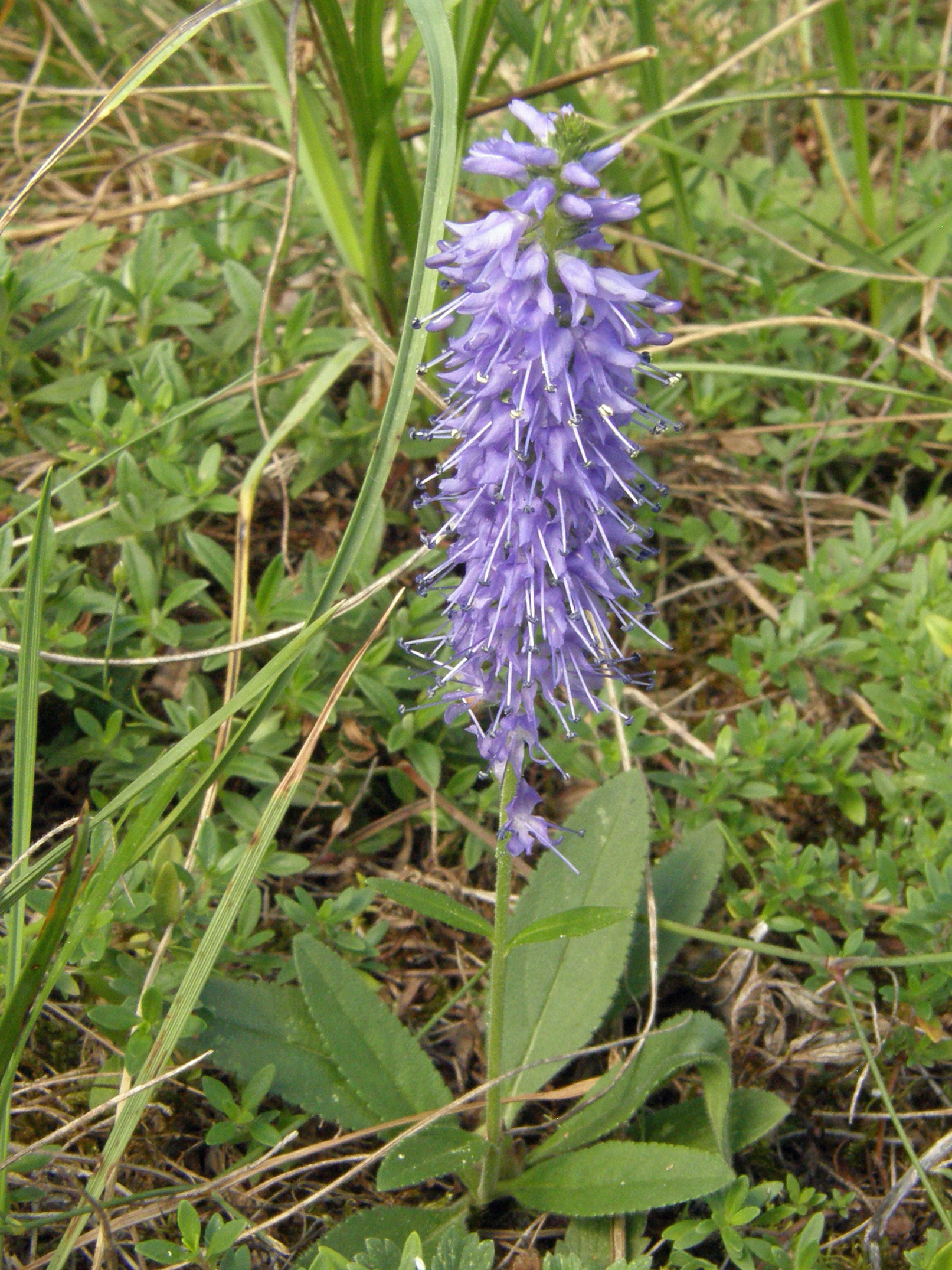 Ähriger Ehrenpreis / Veronica spicata