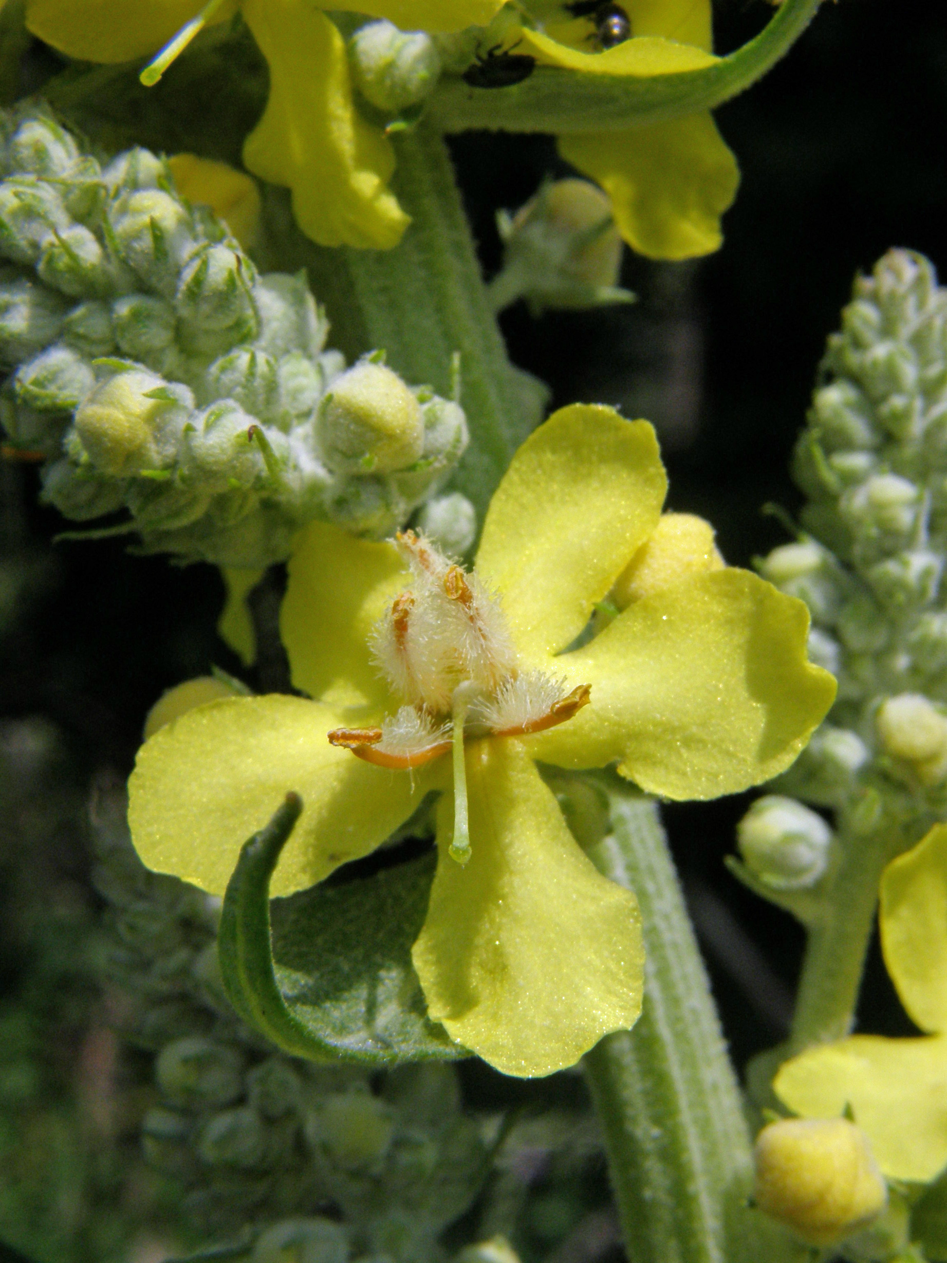 Kleinblütige Königskerze / Verbascum thapsus