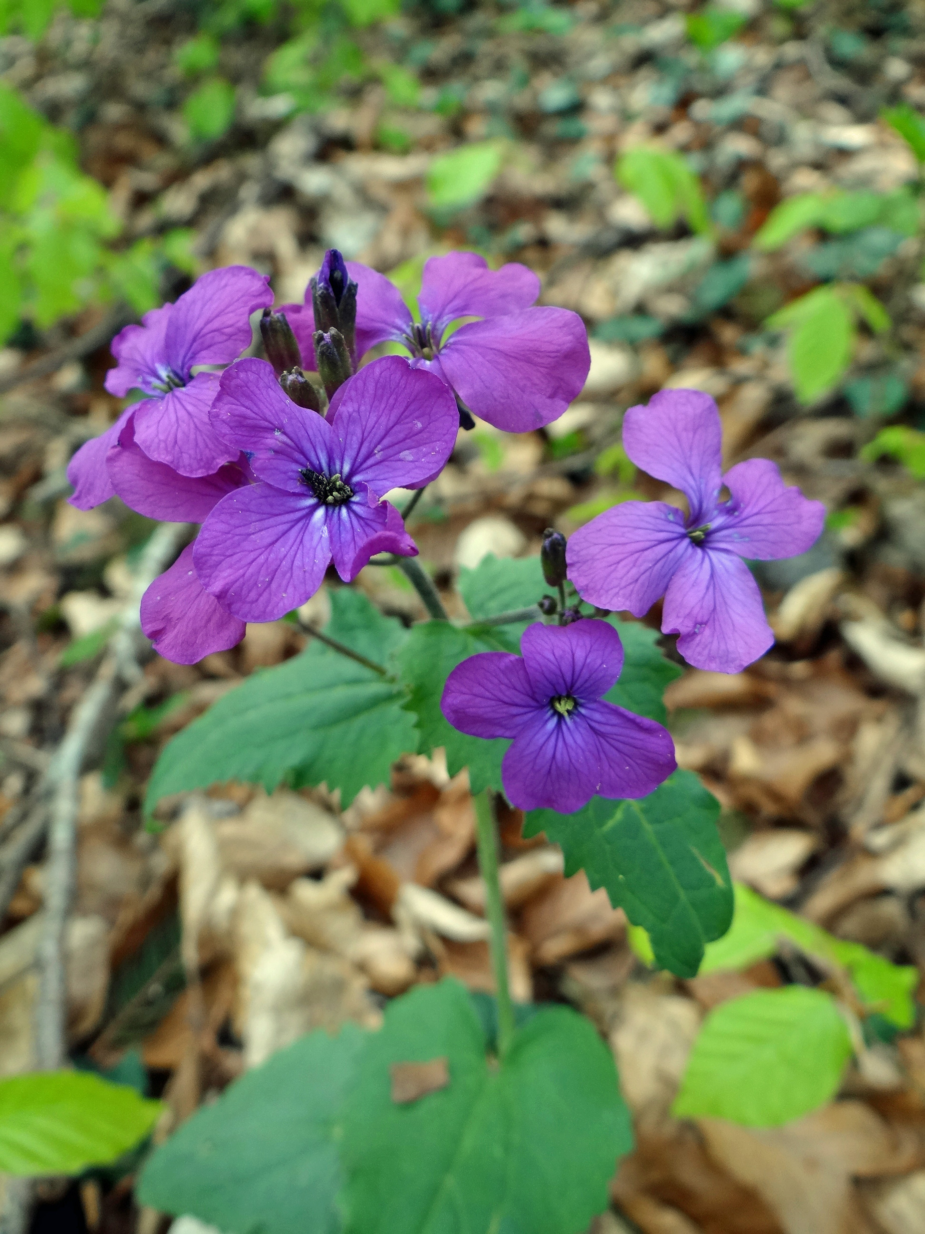 Wildes Silberblatt / Lunaria rediviva