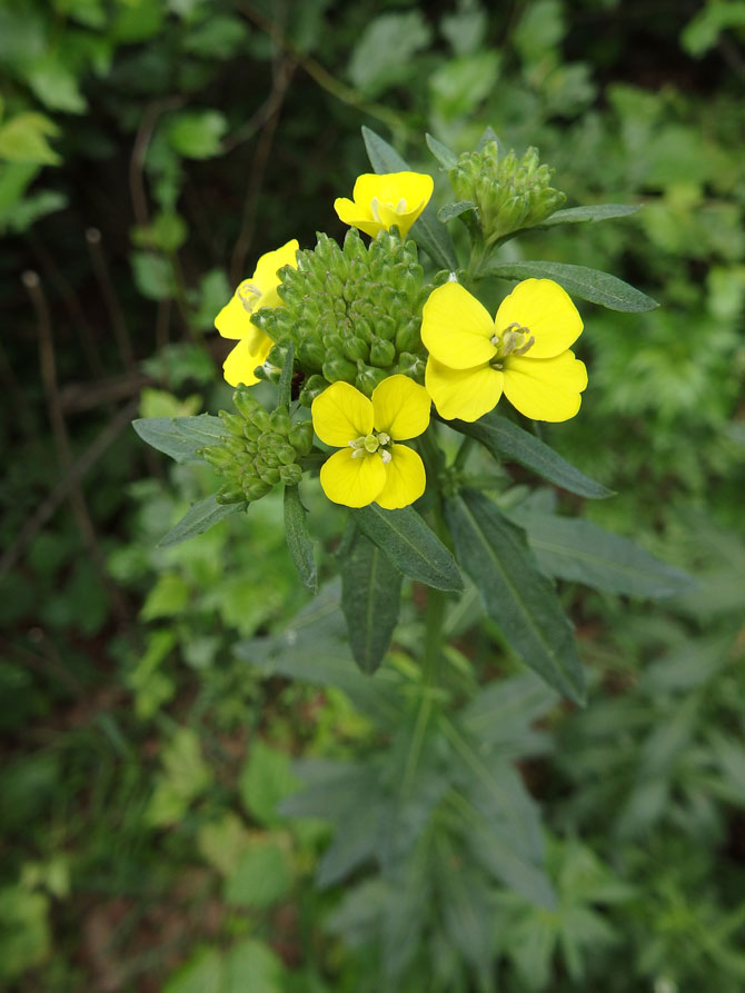 Acker-Schöterich / Erysimum cheiranthoides