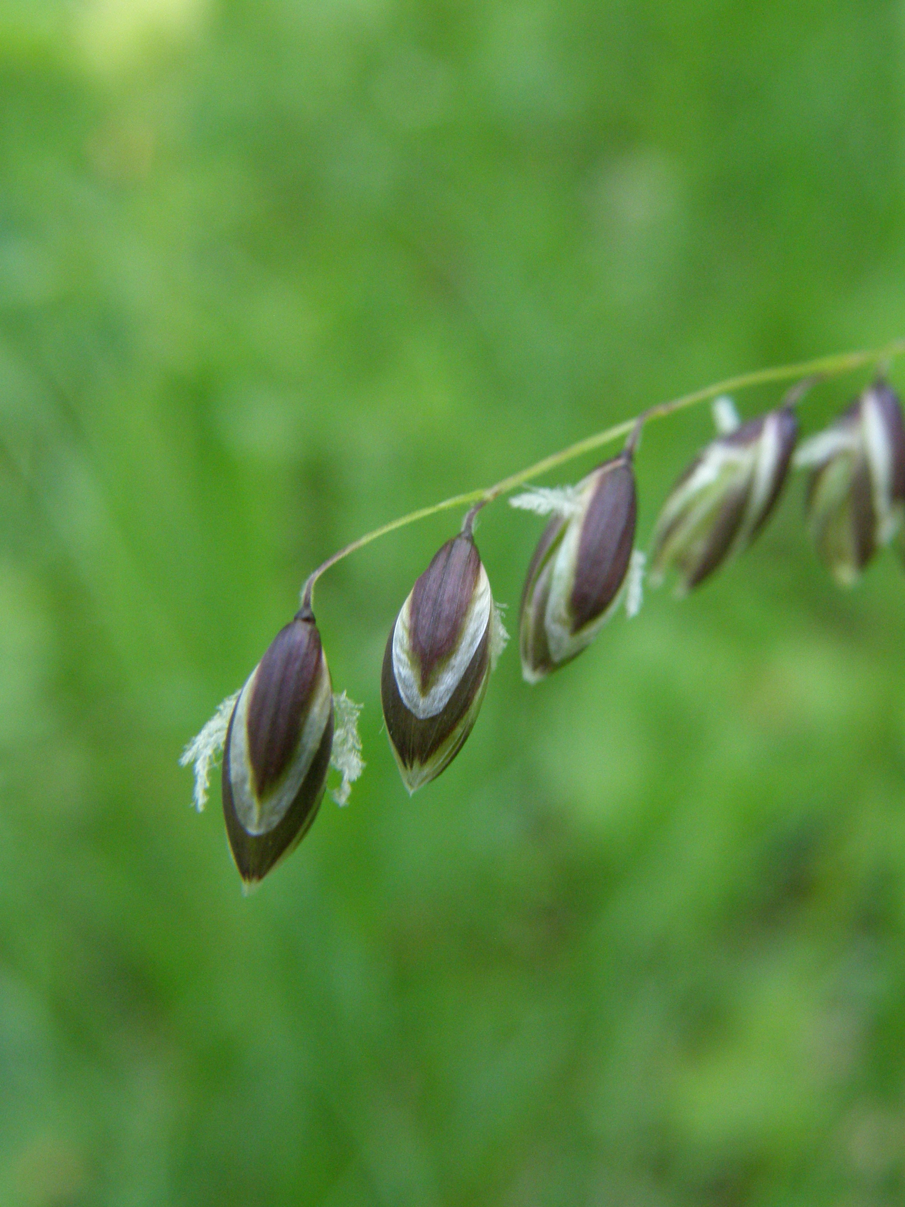 Nickendes Perlgras / Melica nutans