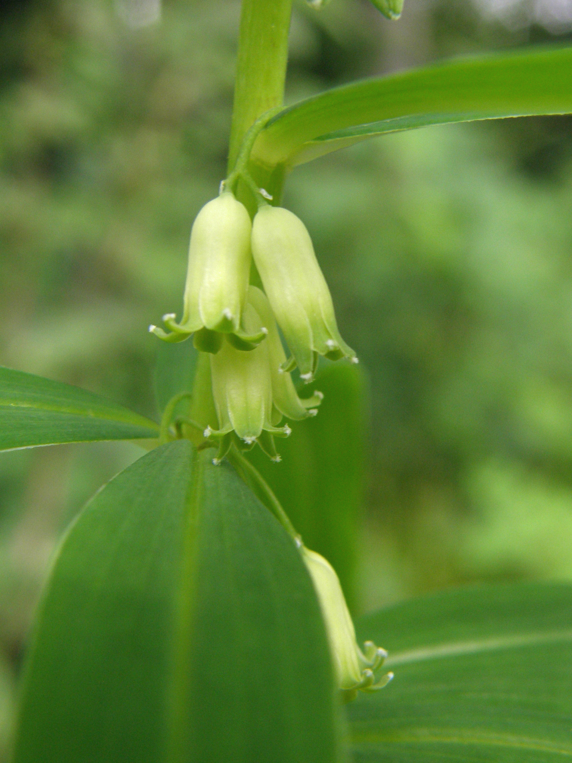 Quirlblättriger Salomonsiegel / Polygonatum verticillatum