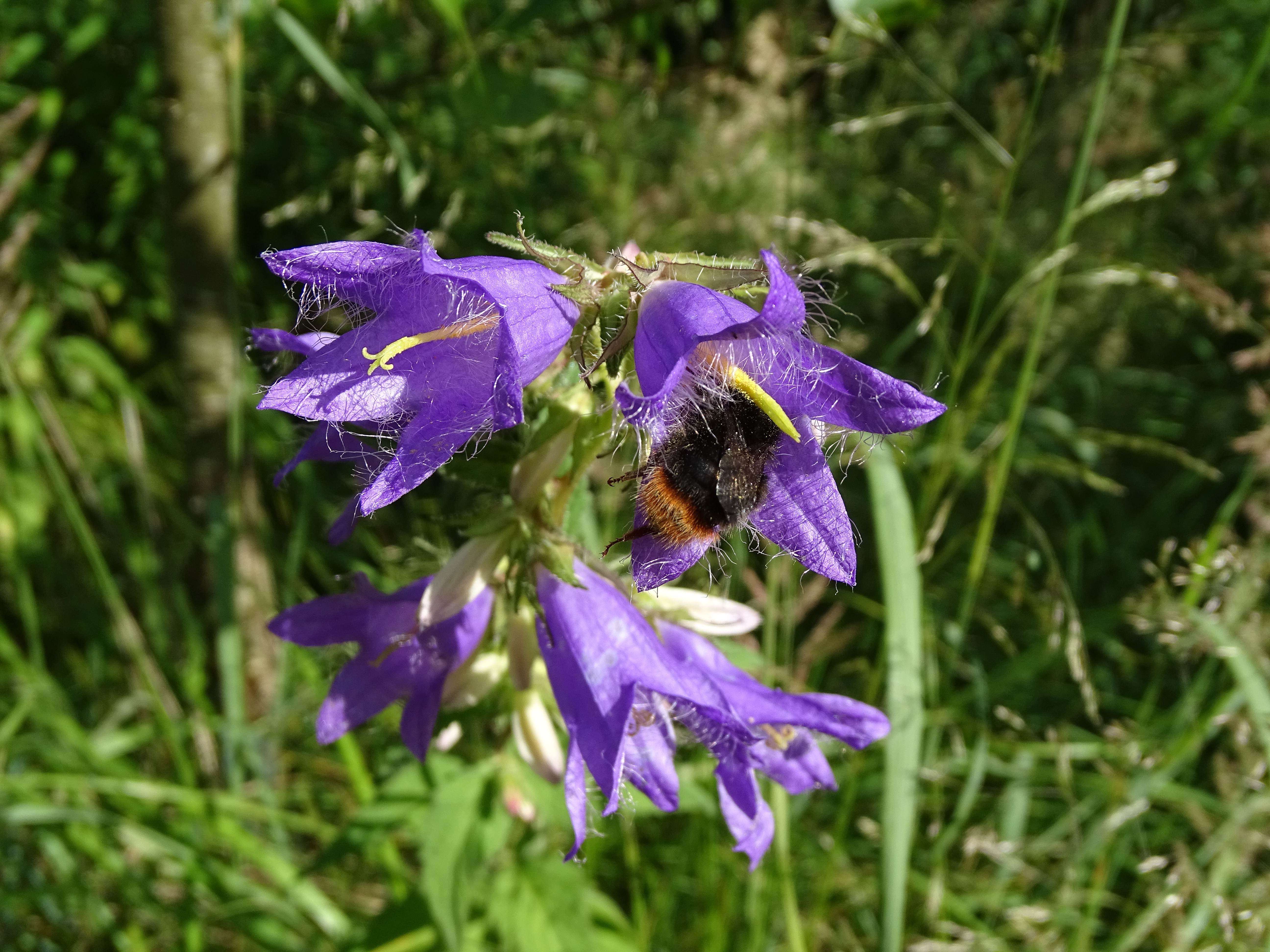 Nesselblättrige Glockenblume / Campanula trachelium