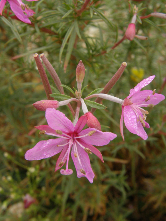 Rosmarin-Weidenröschen / Epilobium dodonaei