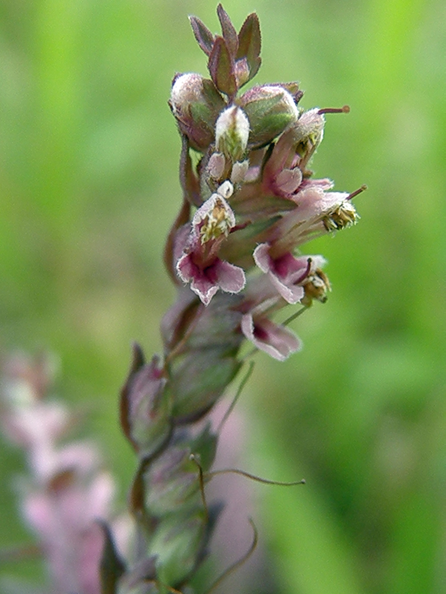 Roter Zahntrost / Odontites vulgaris