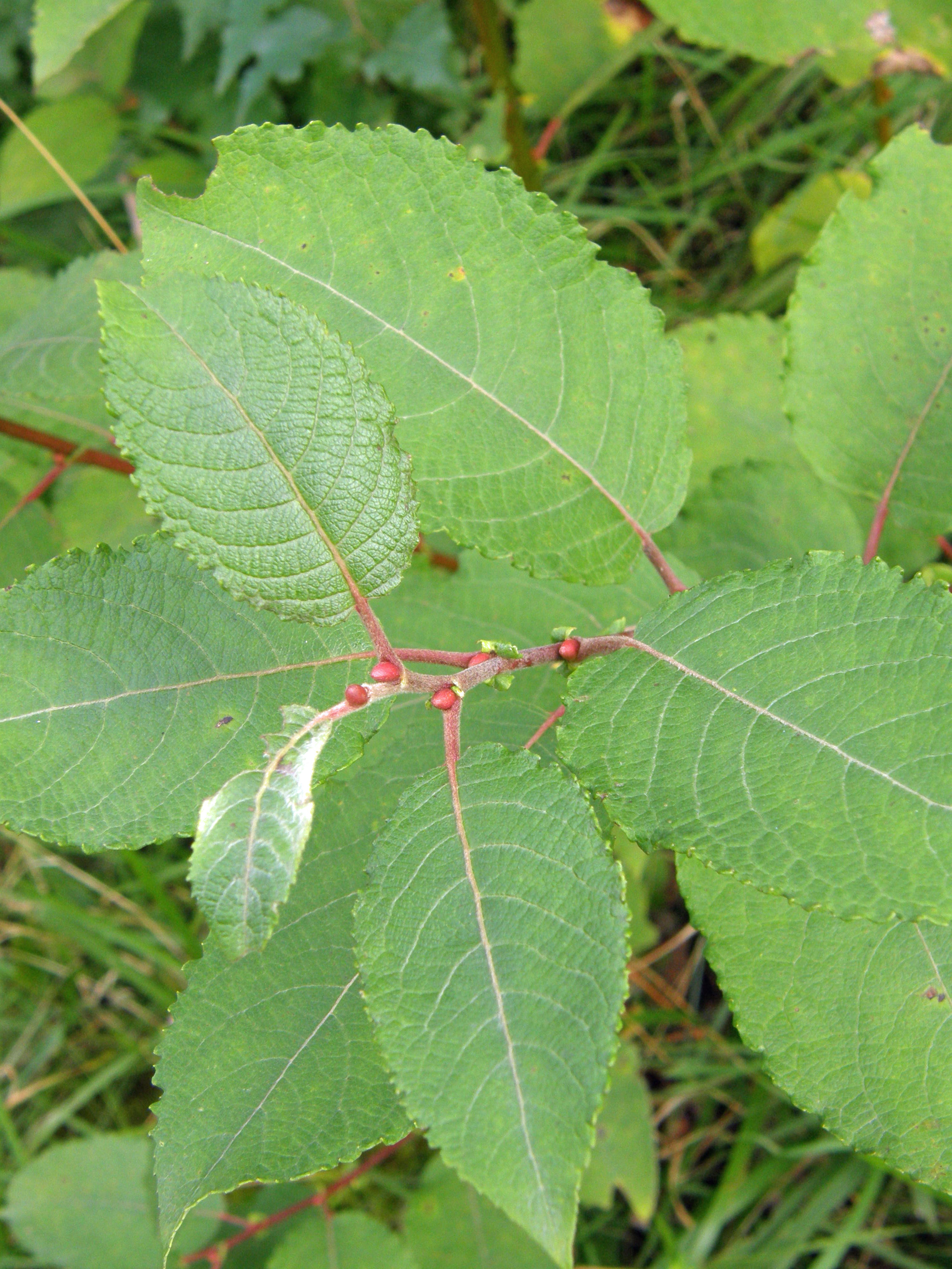 Öhrchen-Weide / Salix aurita