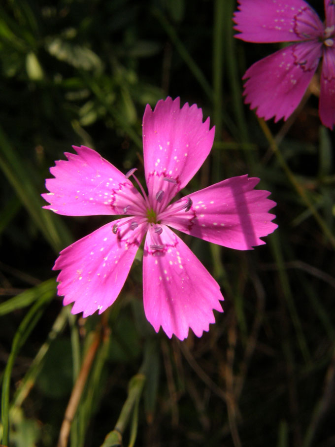 Heide-Nelke / Dianthus deltoides