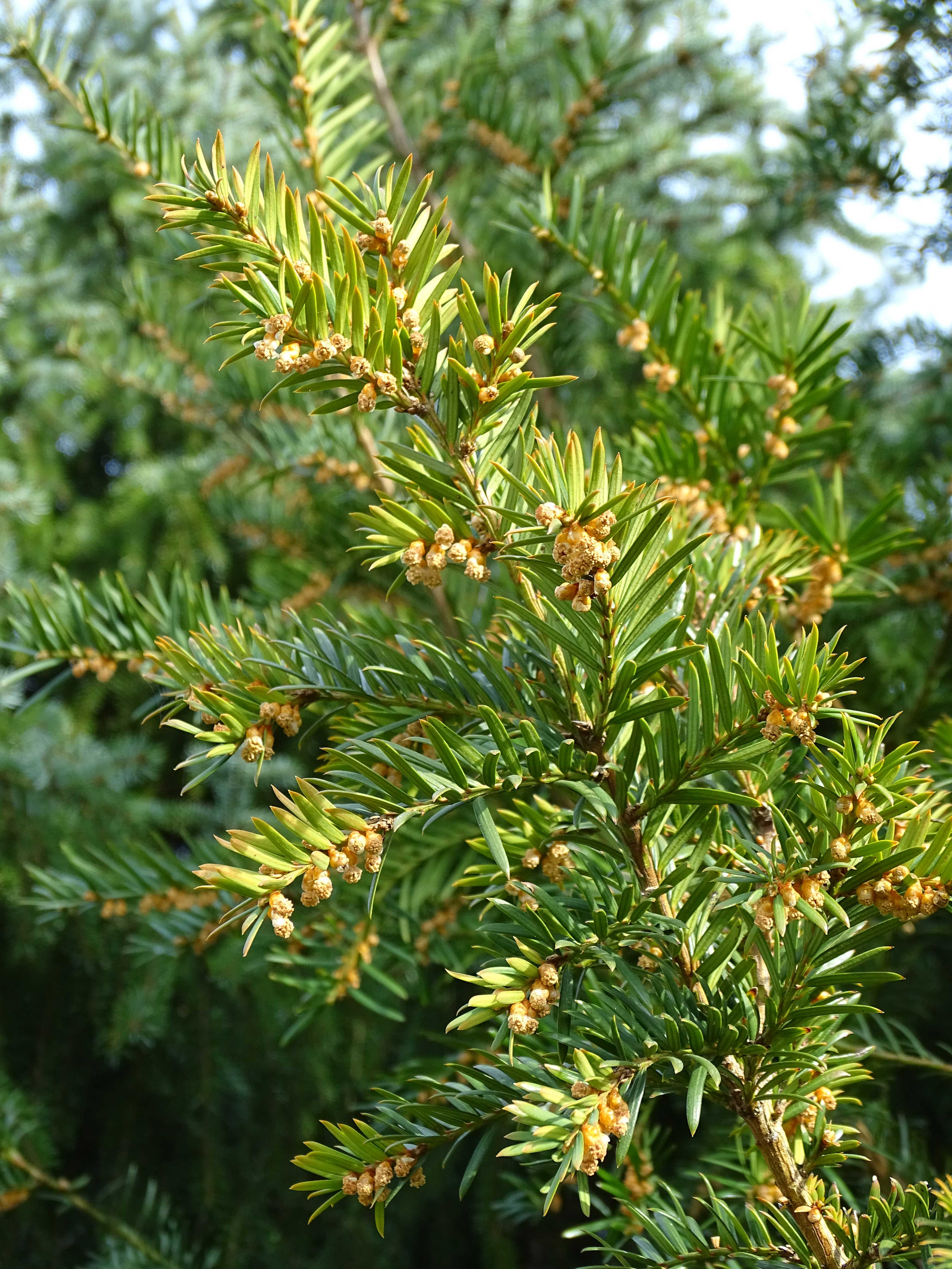 Eibe / Taxus baccata