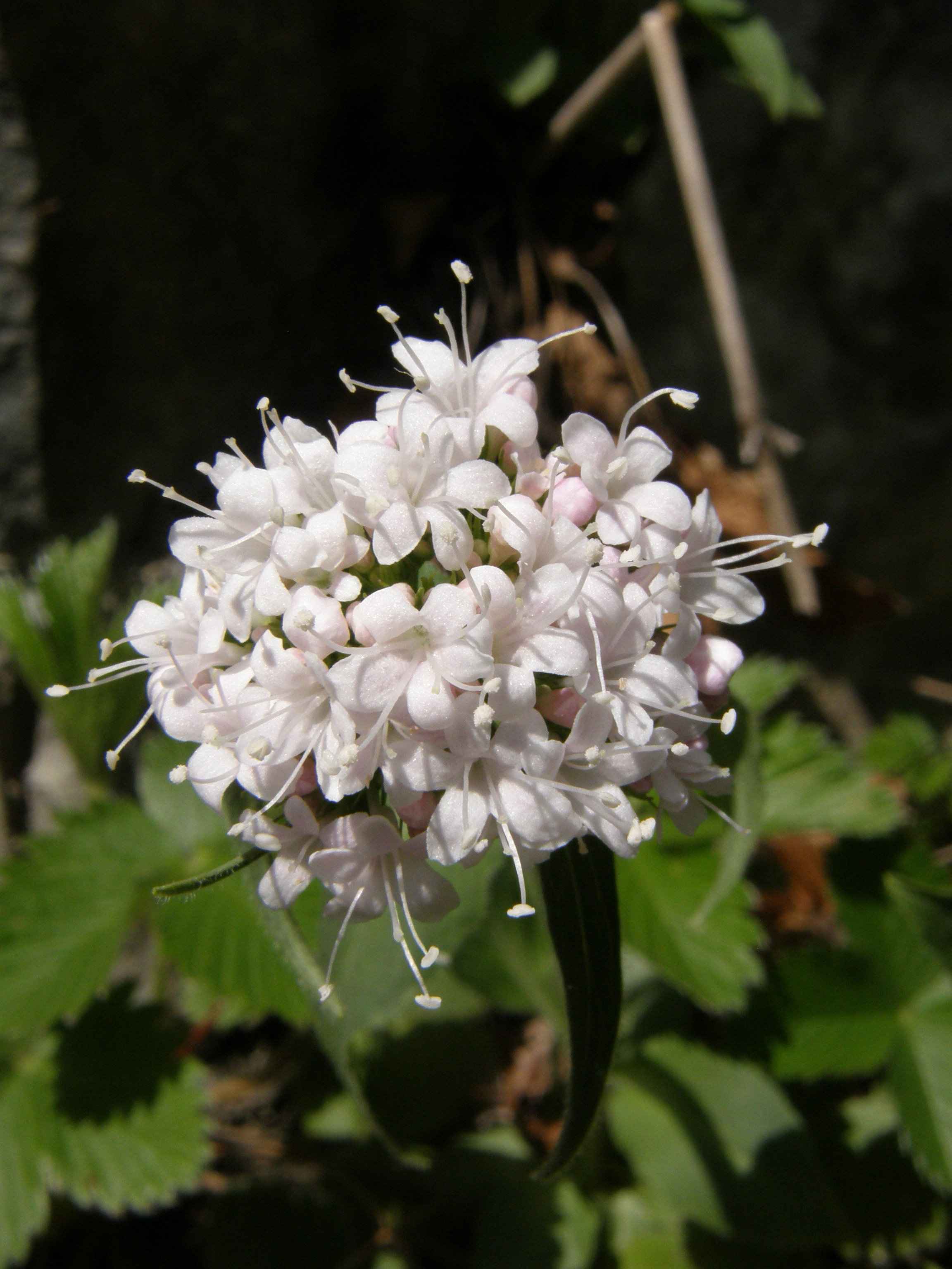 Dreischnittiger Baldrian / Valeriana tripteris