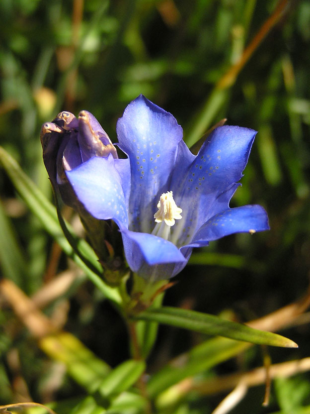 Lungen-Enzian / Gentiana pneumonanthe