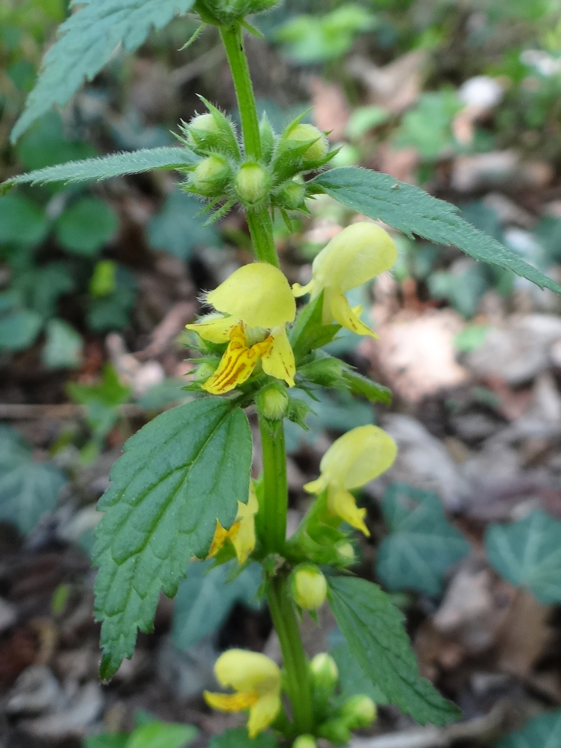 Gewöhnliche Goldnessel / Lamium galeobdolon