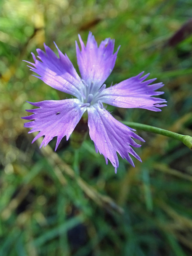 Pfingst-Nelke / Dianthus gratianopolitanus