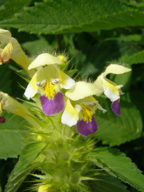 Bunter Hohlzahn / Galeopsis speciosa