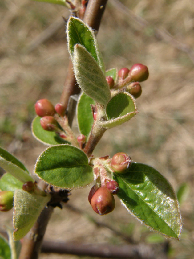 Gewöhnliche Zwergmispel / Cotoneaster integerrimus