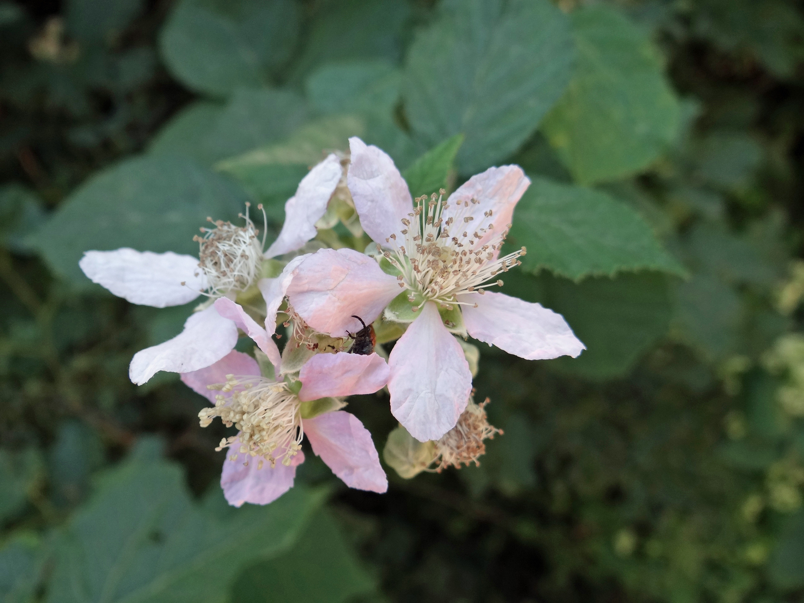 Brombeere / Rubus fruticosus agg.
