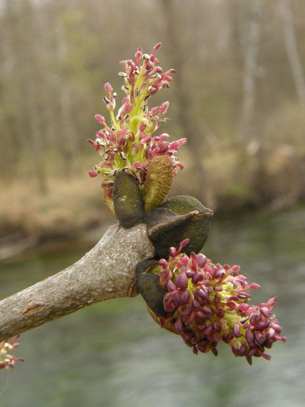 Gewöhnliche Esche / Fraxinus excelsior