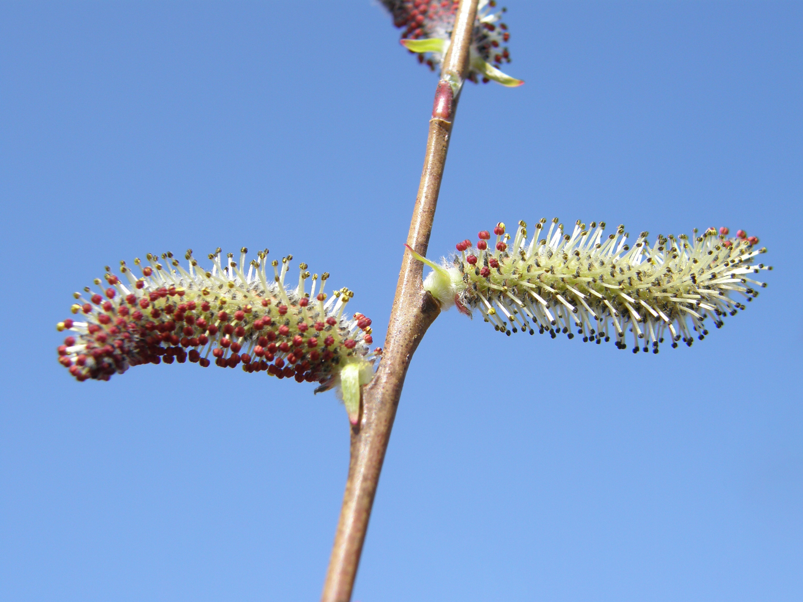 Purpur-Weide / Salix purpurea