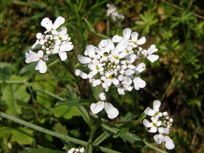 Bittere Schleifenblume / Iberis amara