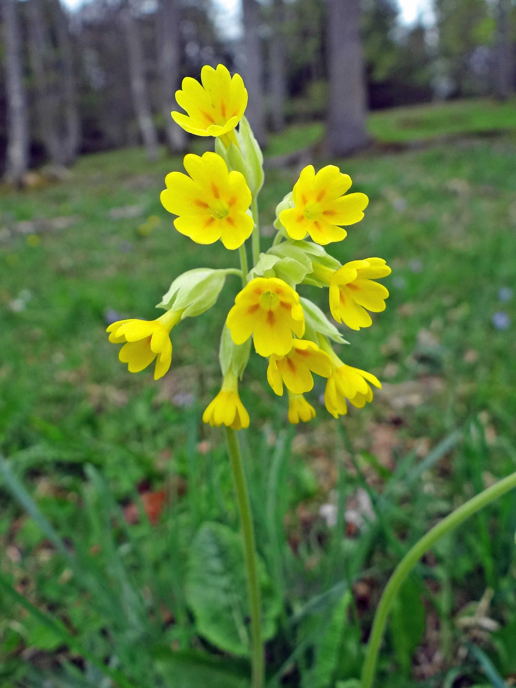 Wiesen-Schlüsselblume / Primula veris