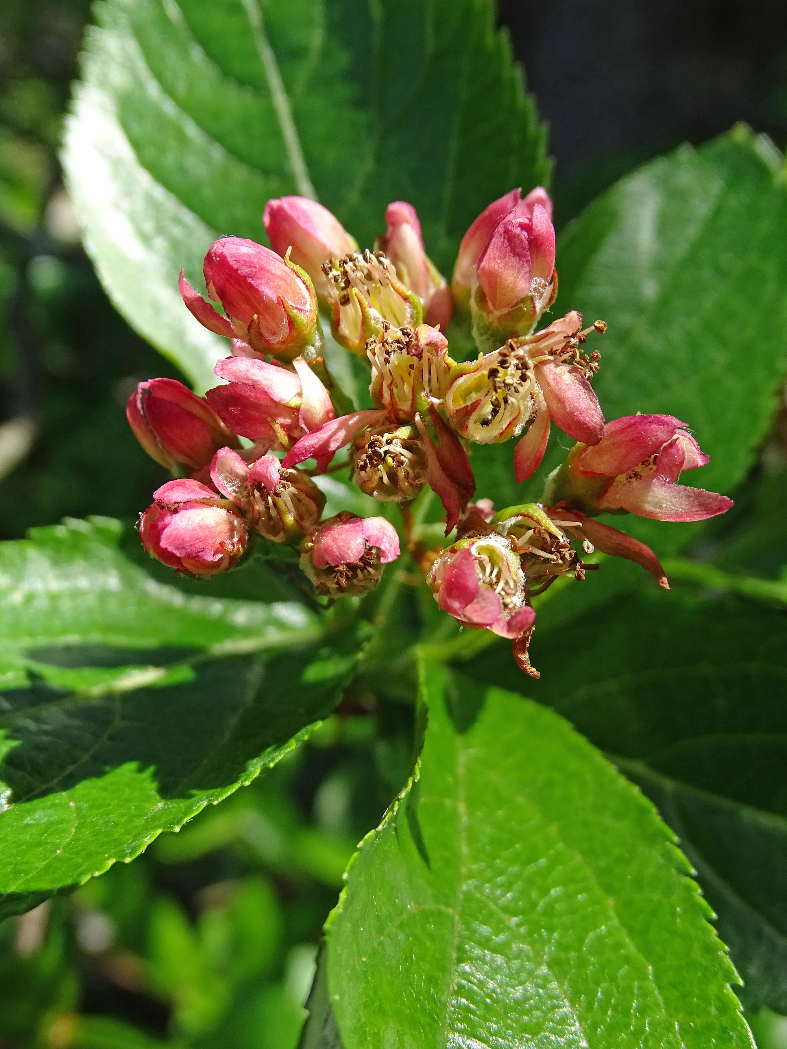 Zwergmispel-Eberesche / Sorbus chamaemespilus