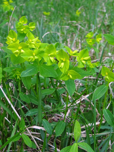 Kanten-Wolfsmilch / Euphorbia angulata