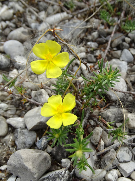 Zwerg-Sonnenröschen / Fumana procumbens