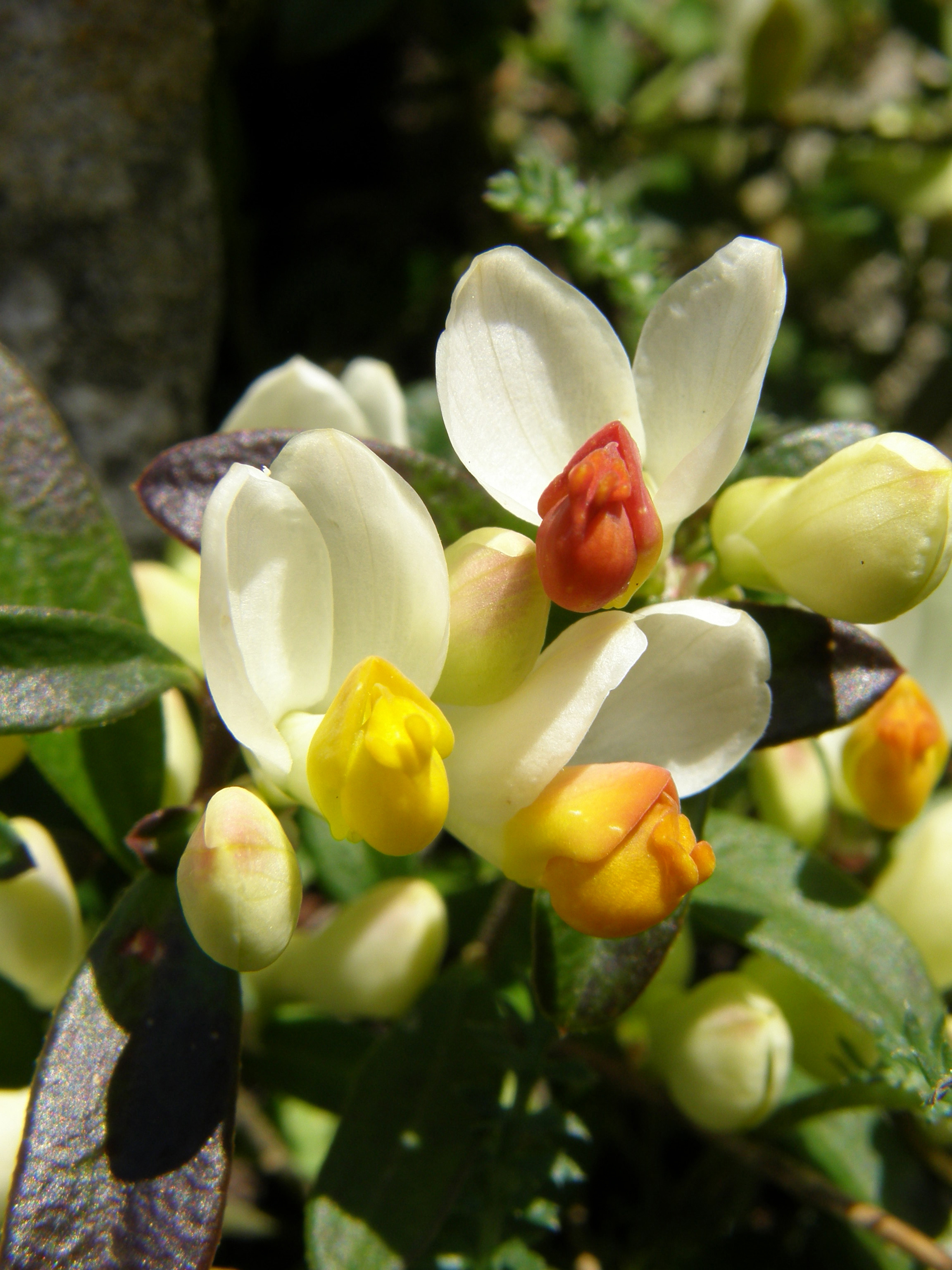 Buchsblättriges Kreuzblümchen / Polygala chamaebuxus