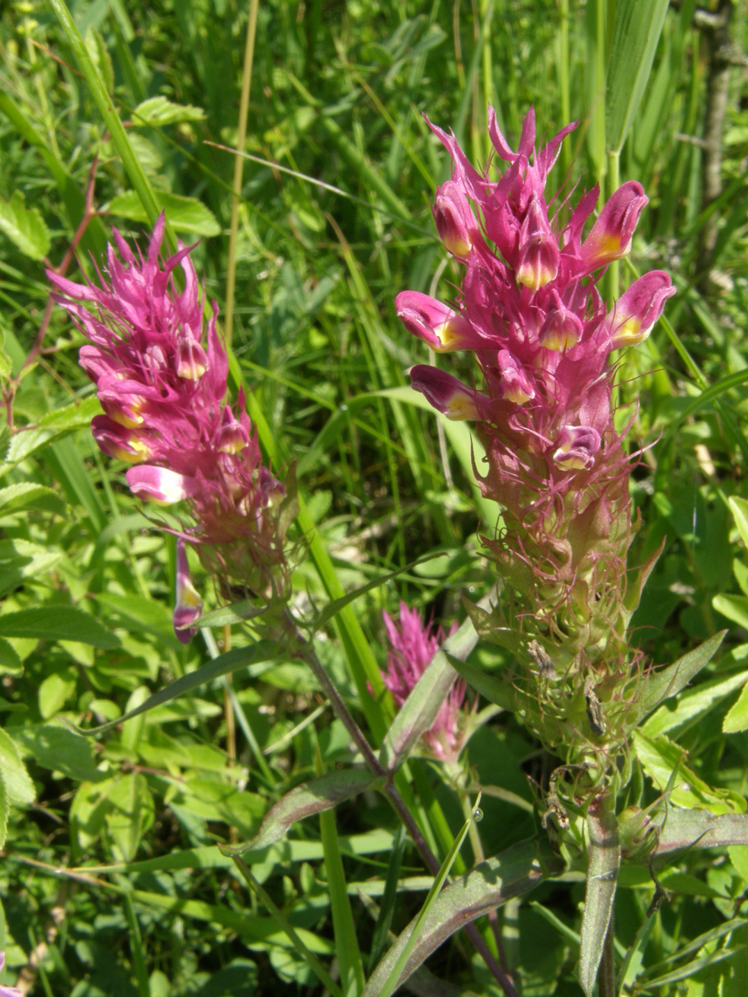 Acker-Wachtelweizen / Melampyrum arvense