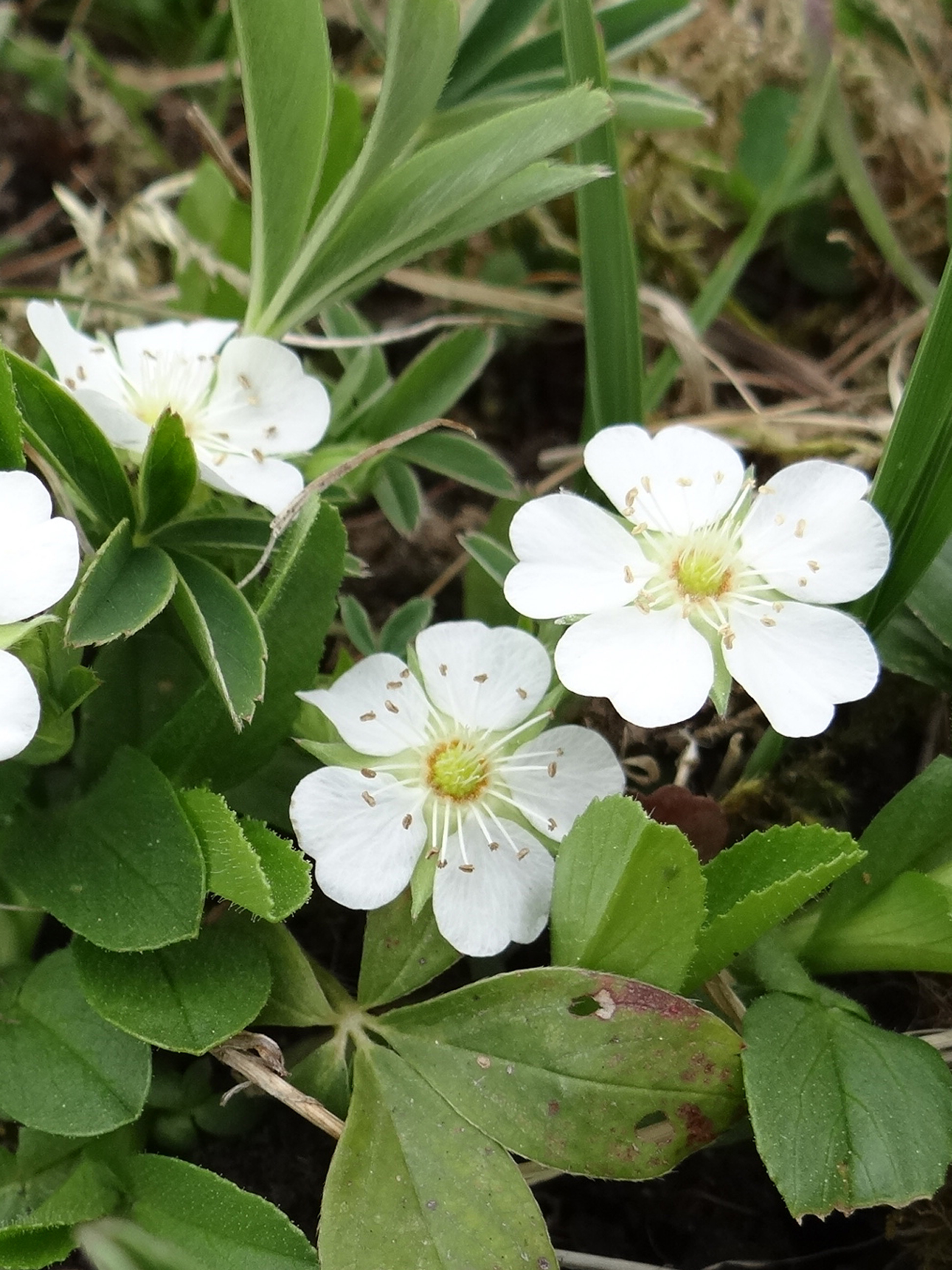 Weißes Fingerkraut / Potentilla alba