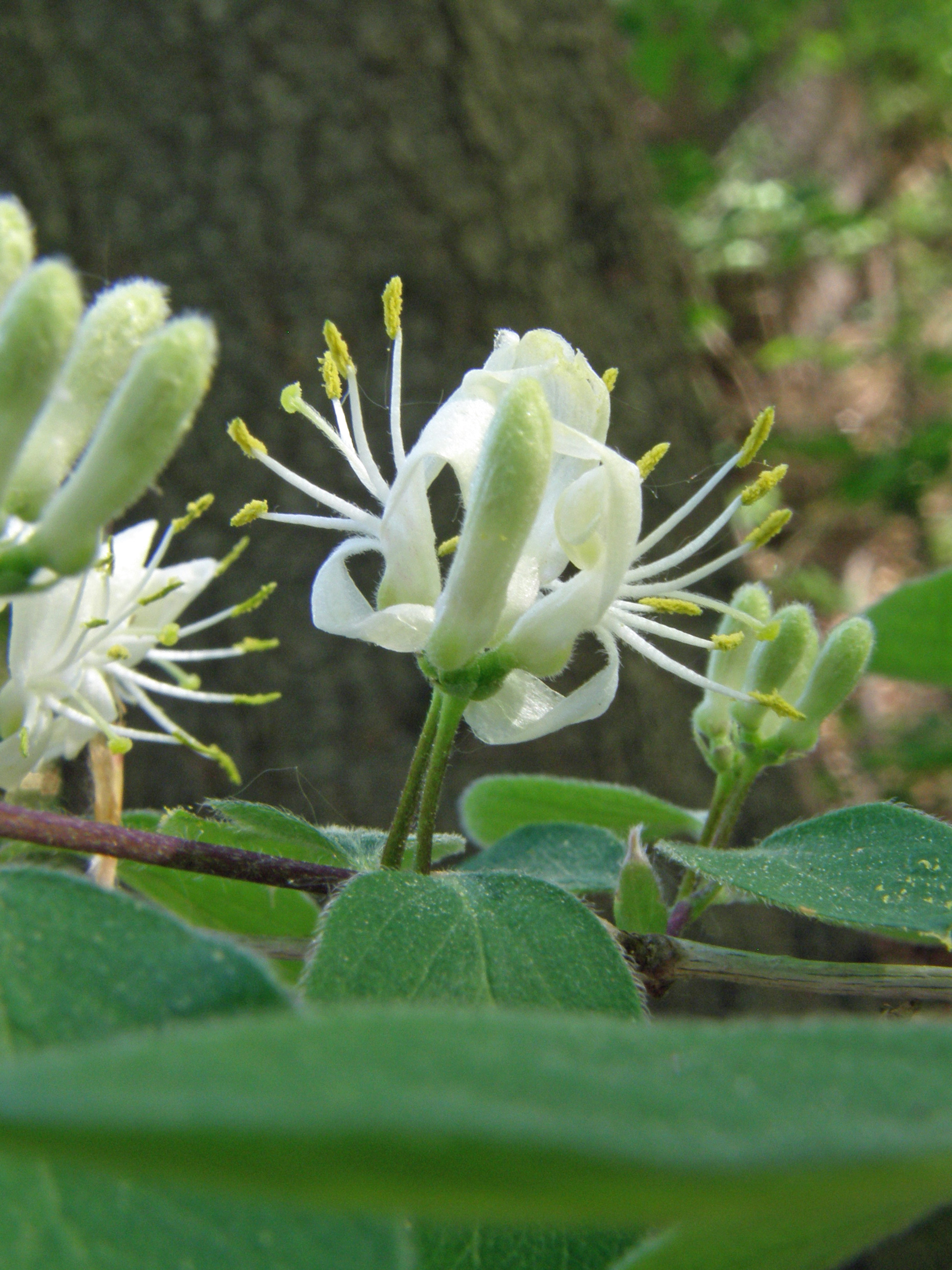 Rote Heckenkirsche / Lonicera xylosteum