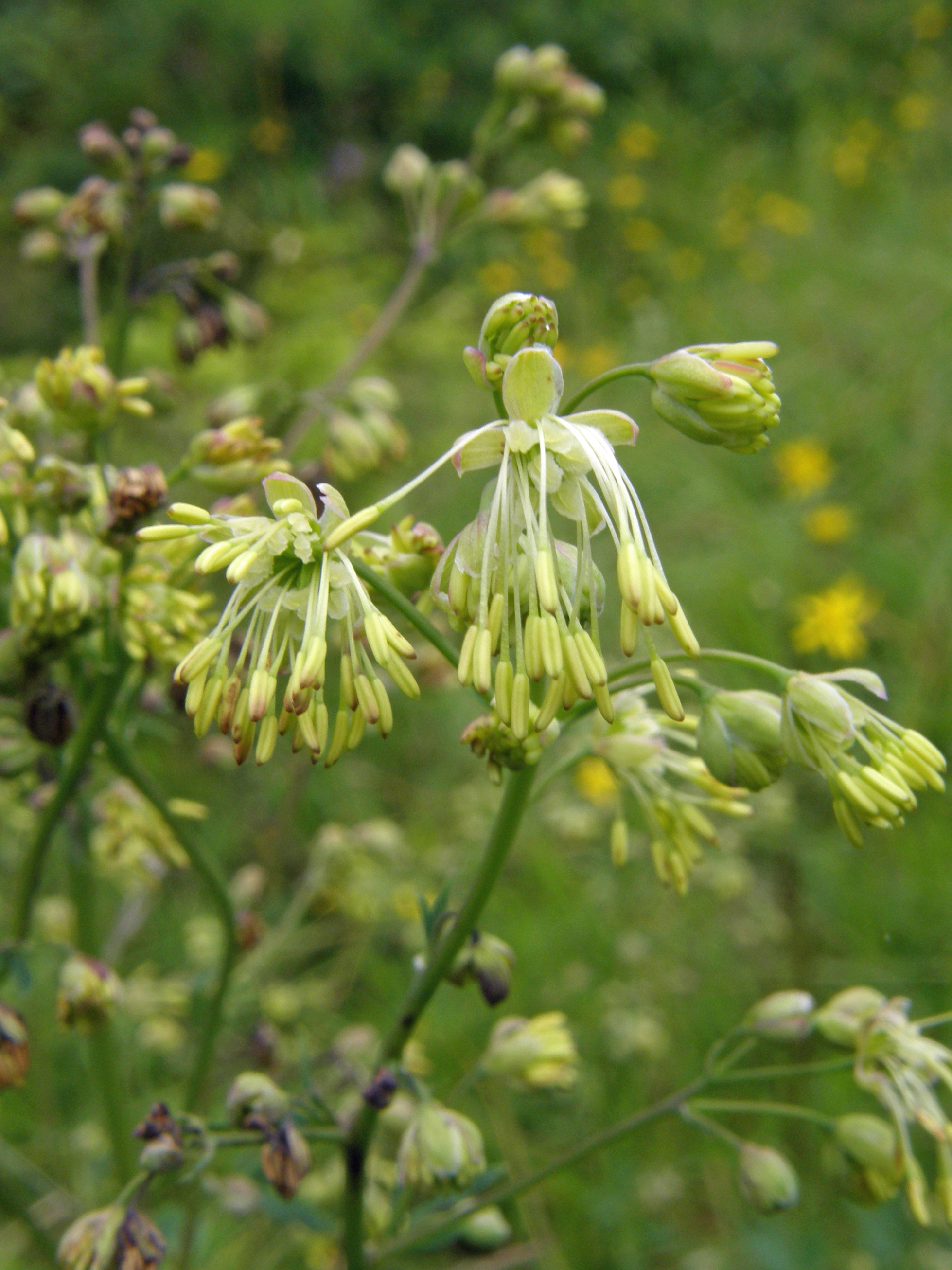 Schmalblättrige Wiesenraute / Thalictrum simplex