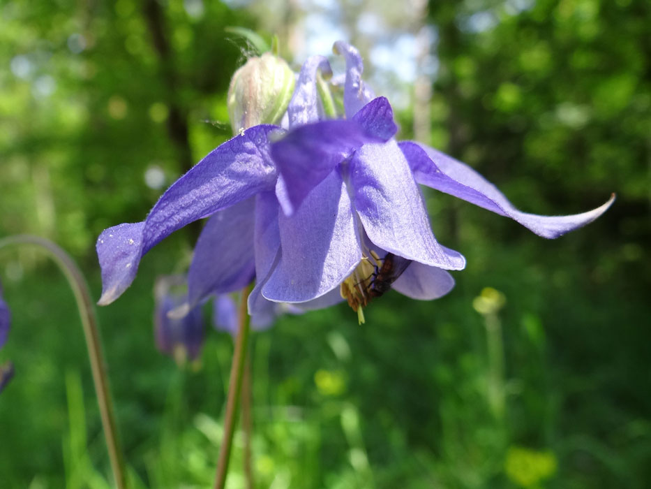 Gewöhnliche Akelei / Aquilegia vulgaris