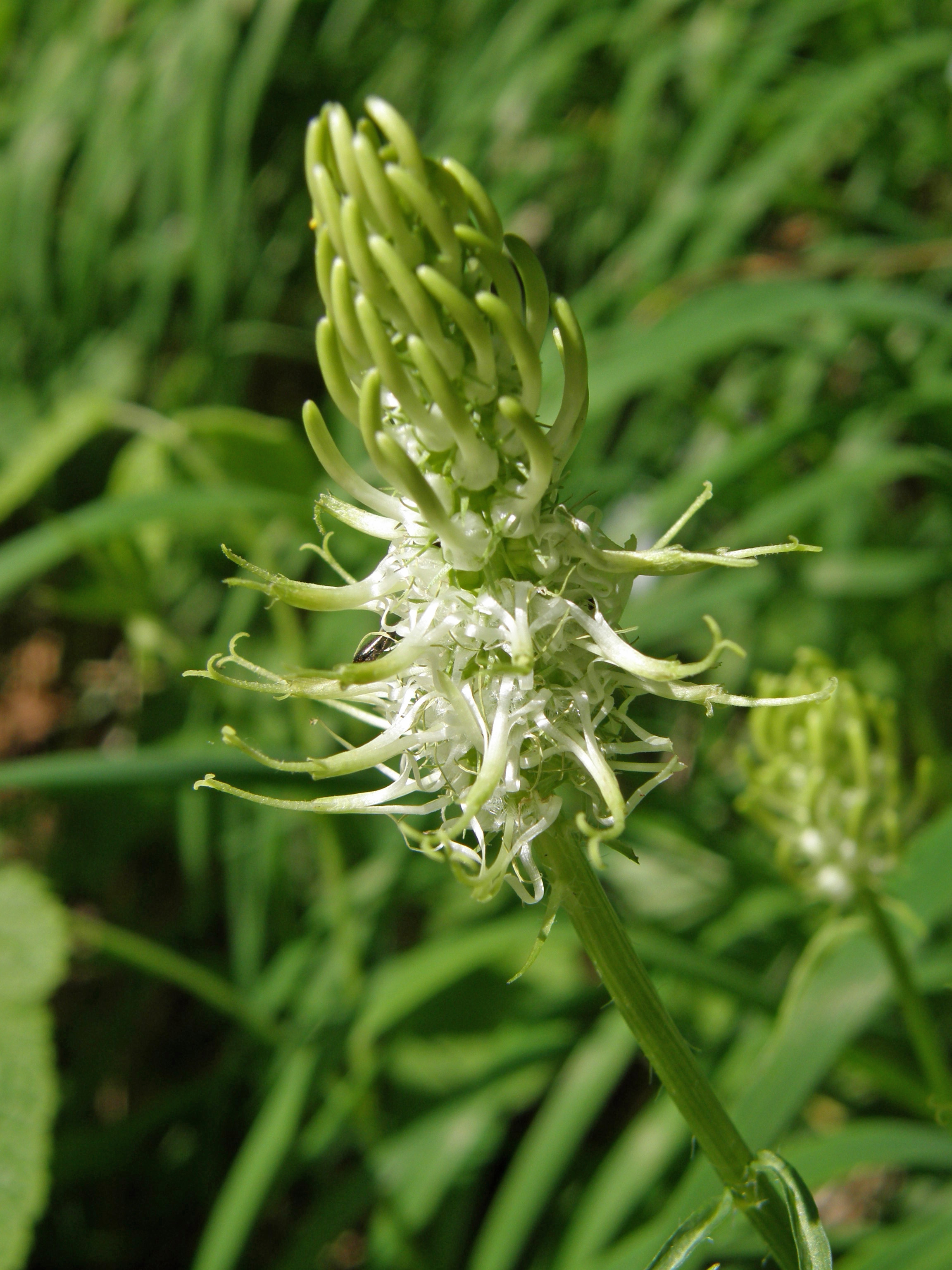 Ährige Teufelskralle / Phyteuma spicatum