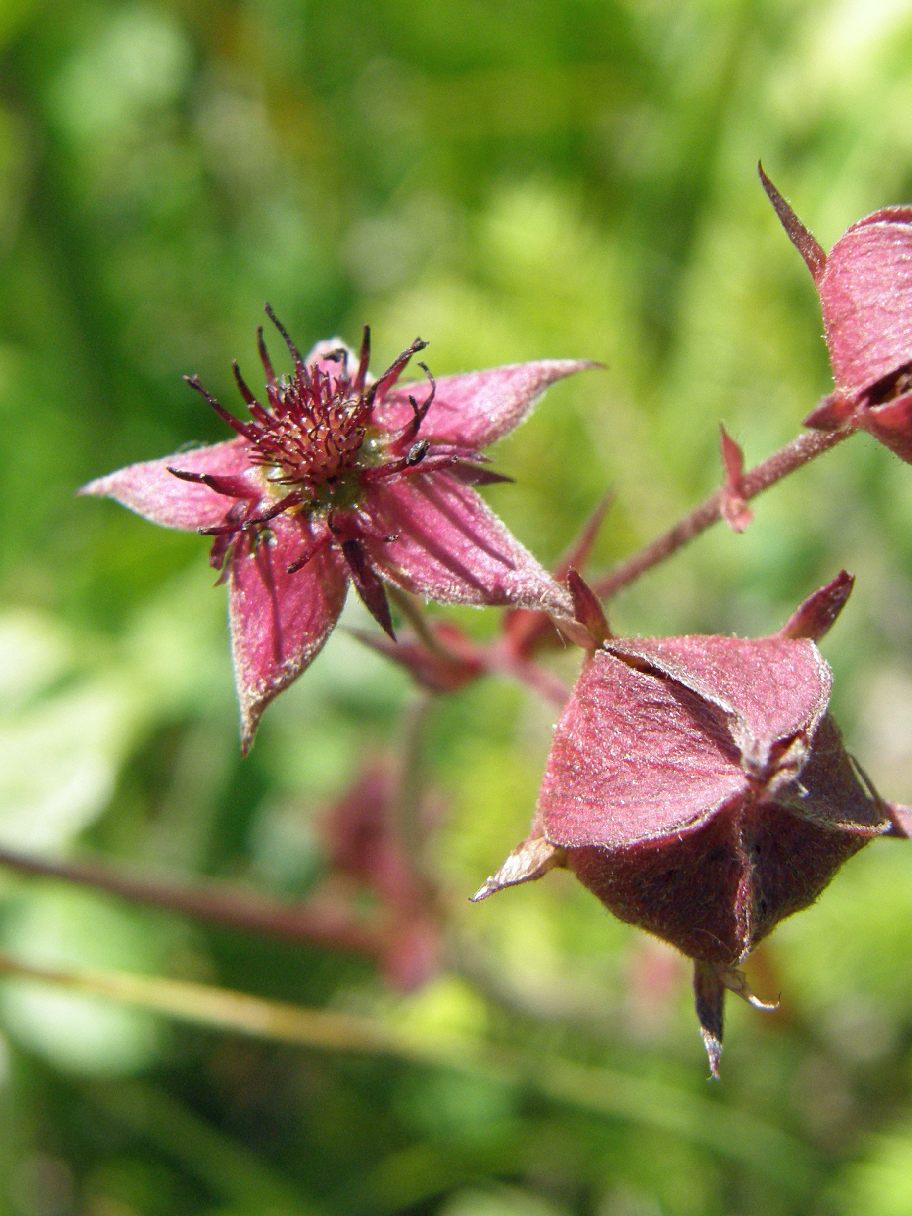 Sumpf-Blutauge / Potentilla palustre