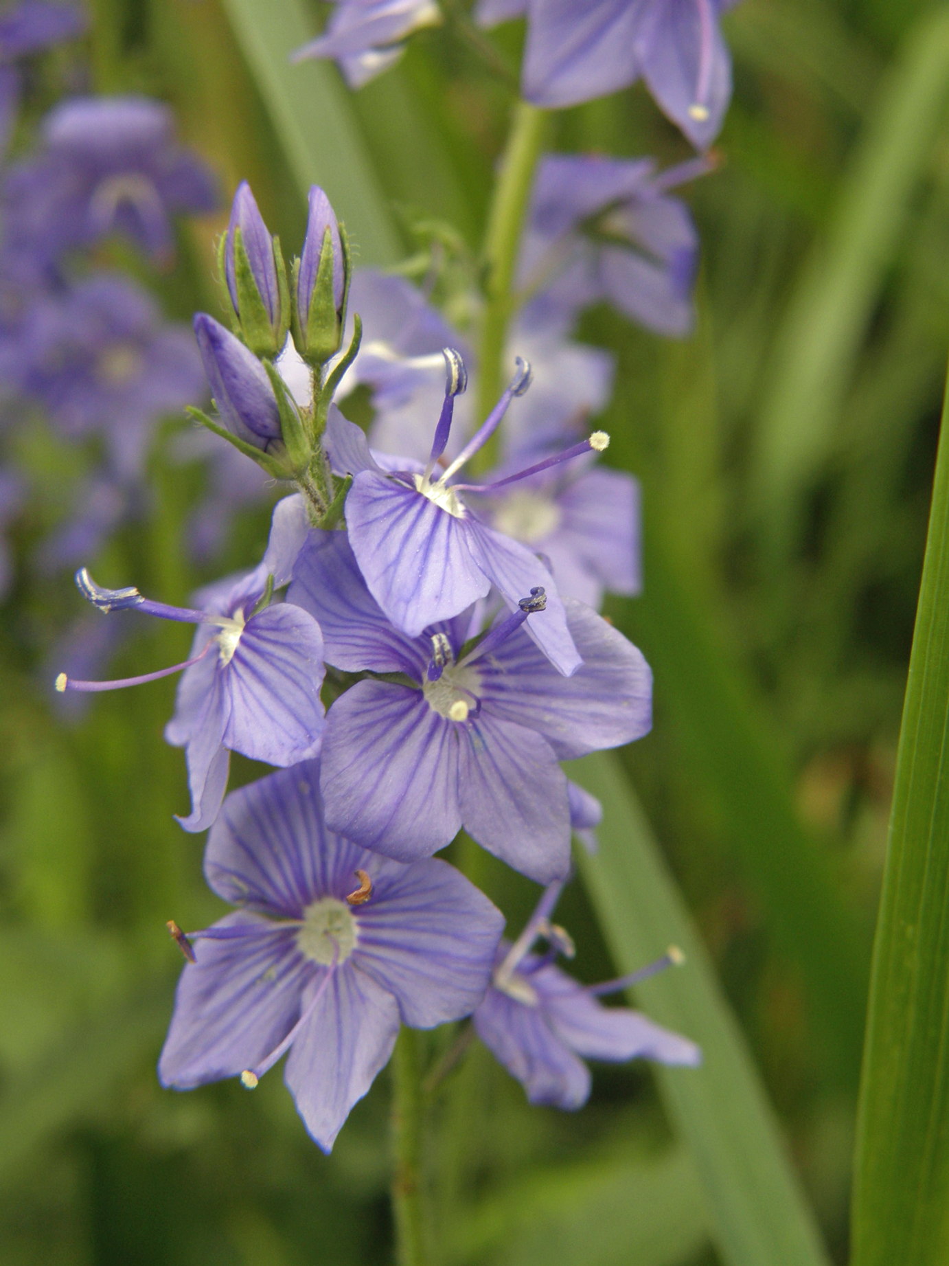 Großer Ehrenpreis / Veronica teucrium