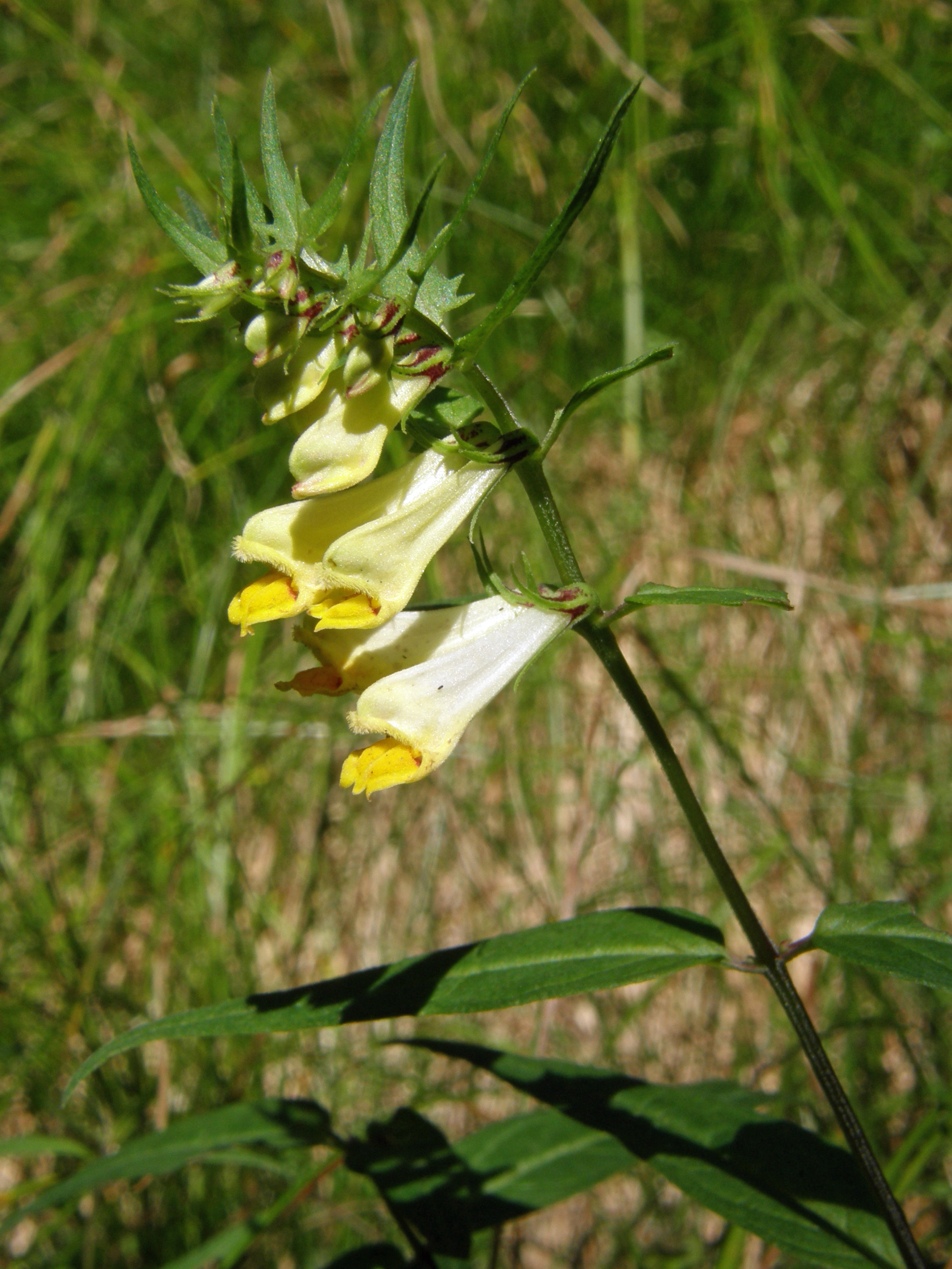 Wiesen-Wachtelweizen / Melampyrum pratense