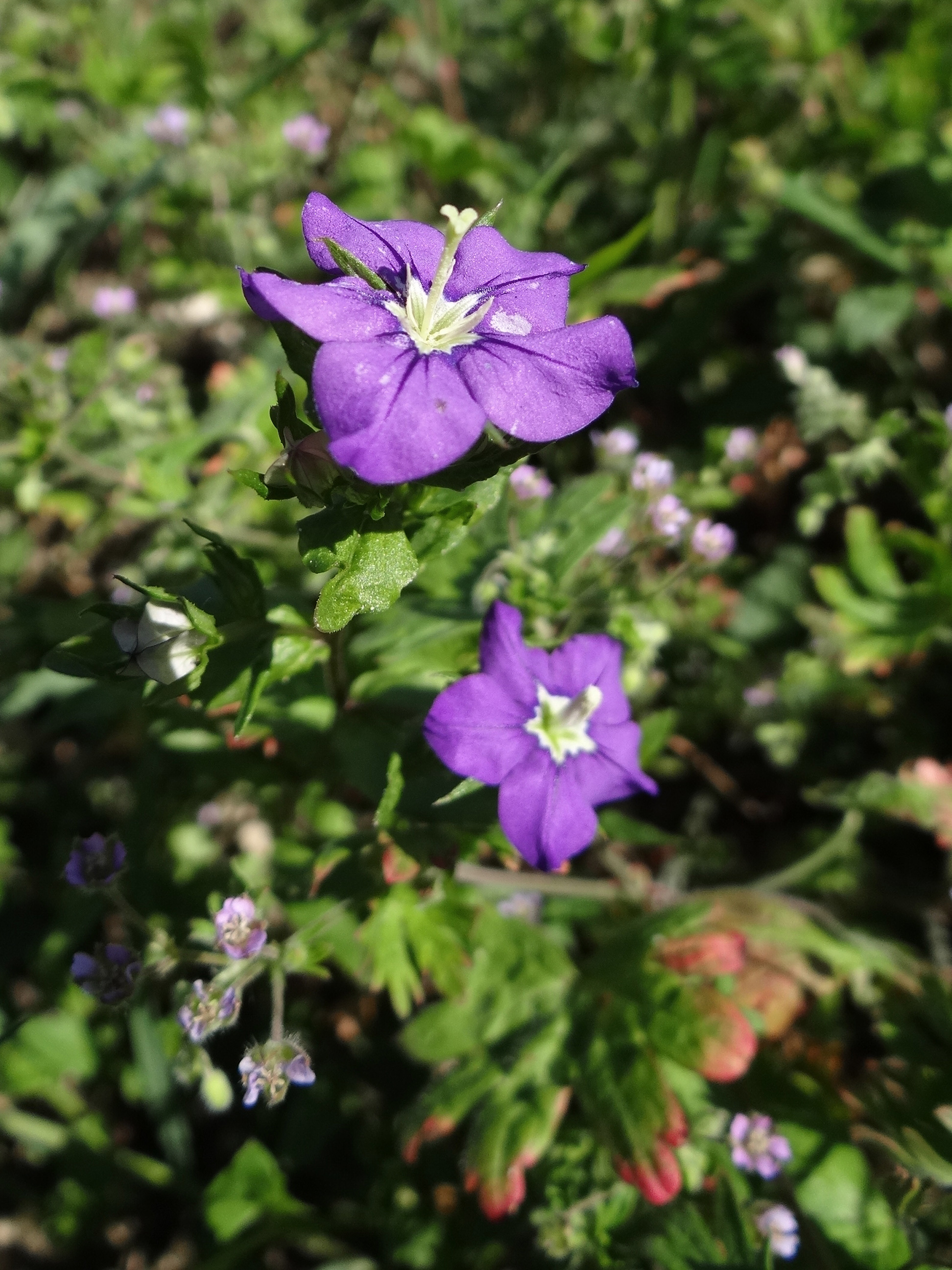 Gewöhnlicher Frauenspiegel / Legousia speculum-veneris