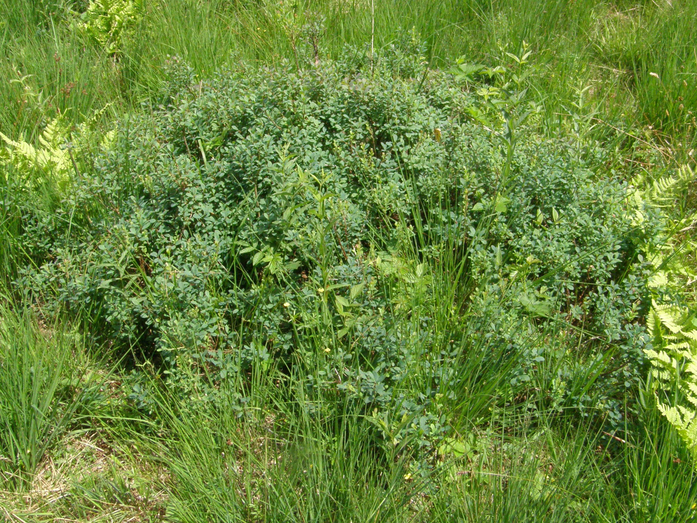 Rauschbeere / Vaccinium uliginosum