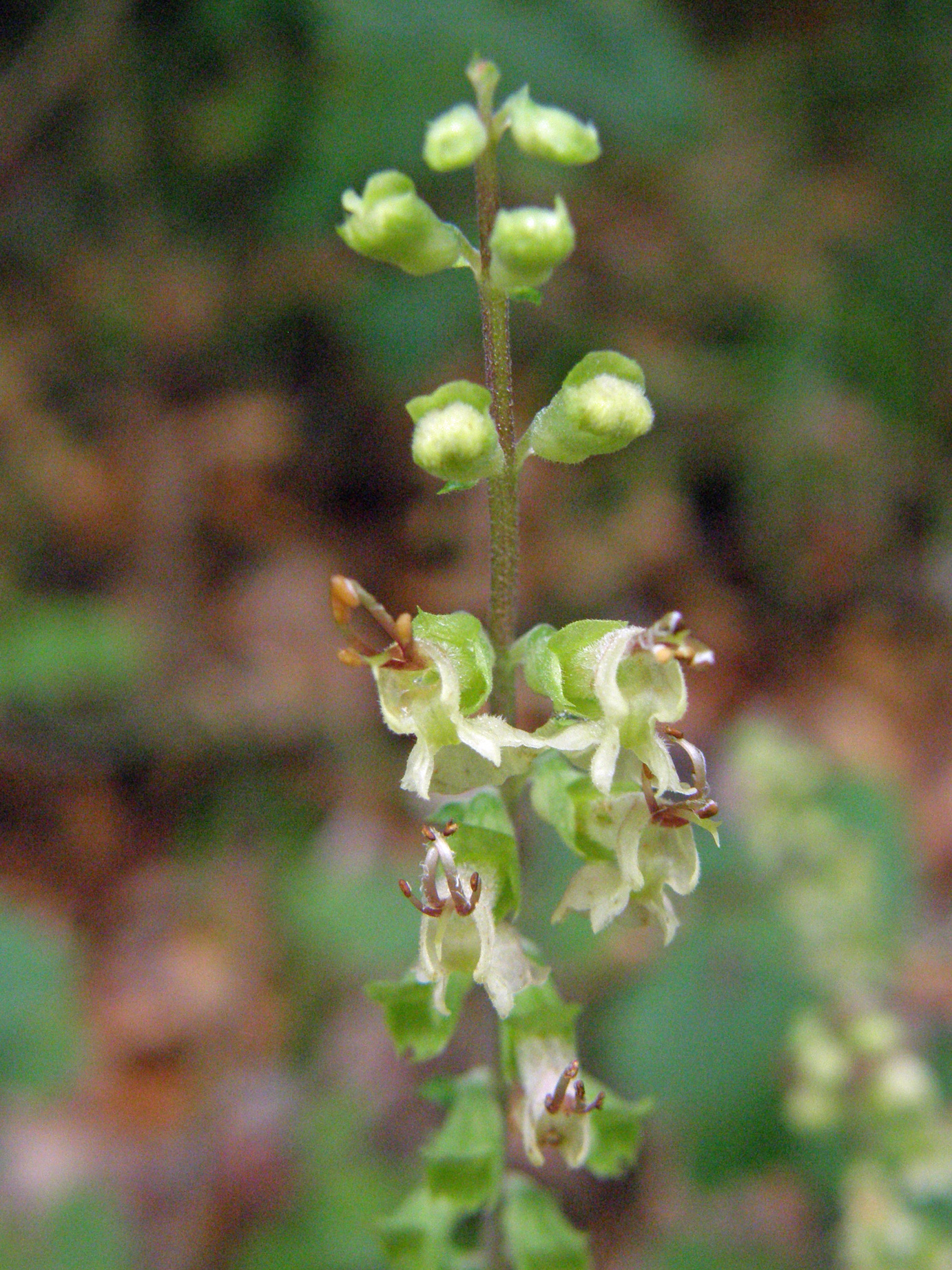 Salbei-Gamander / Teucrium scorodonia