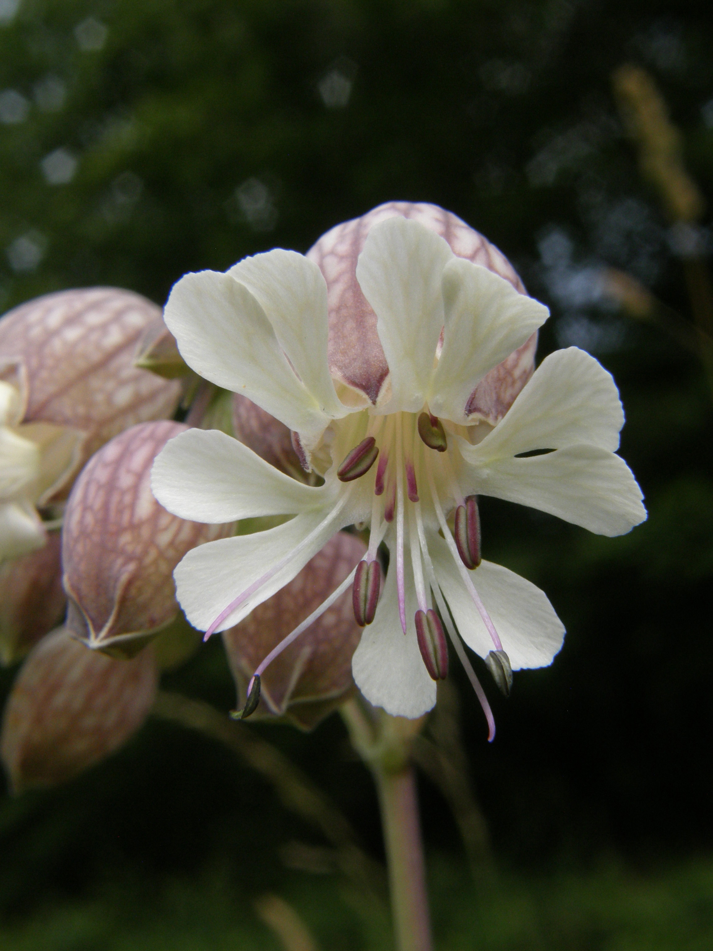 Taubenkropf-Lichtnelke / Silene vulgaris