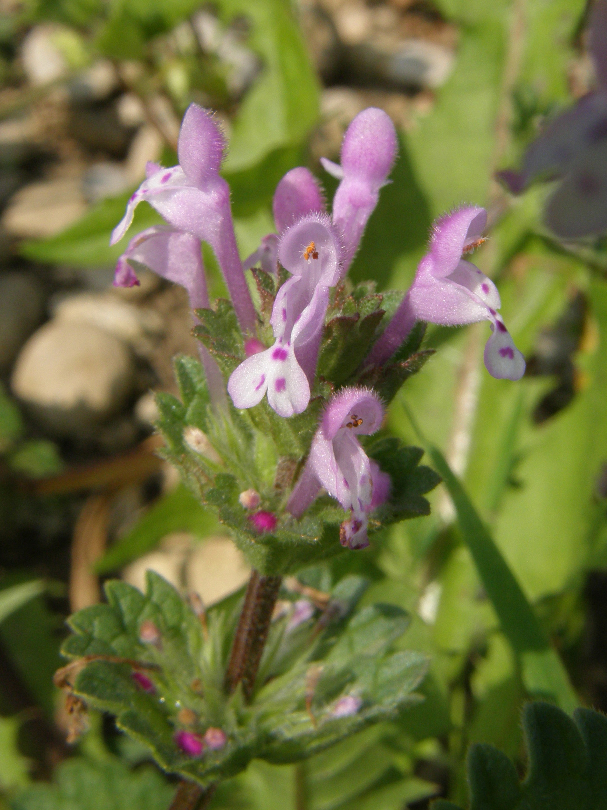 Stängelumfassende Taubnessel / Lamium amplexicaule