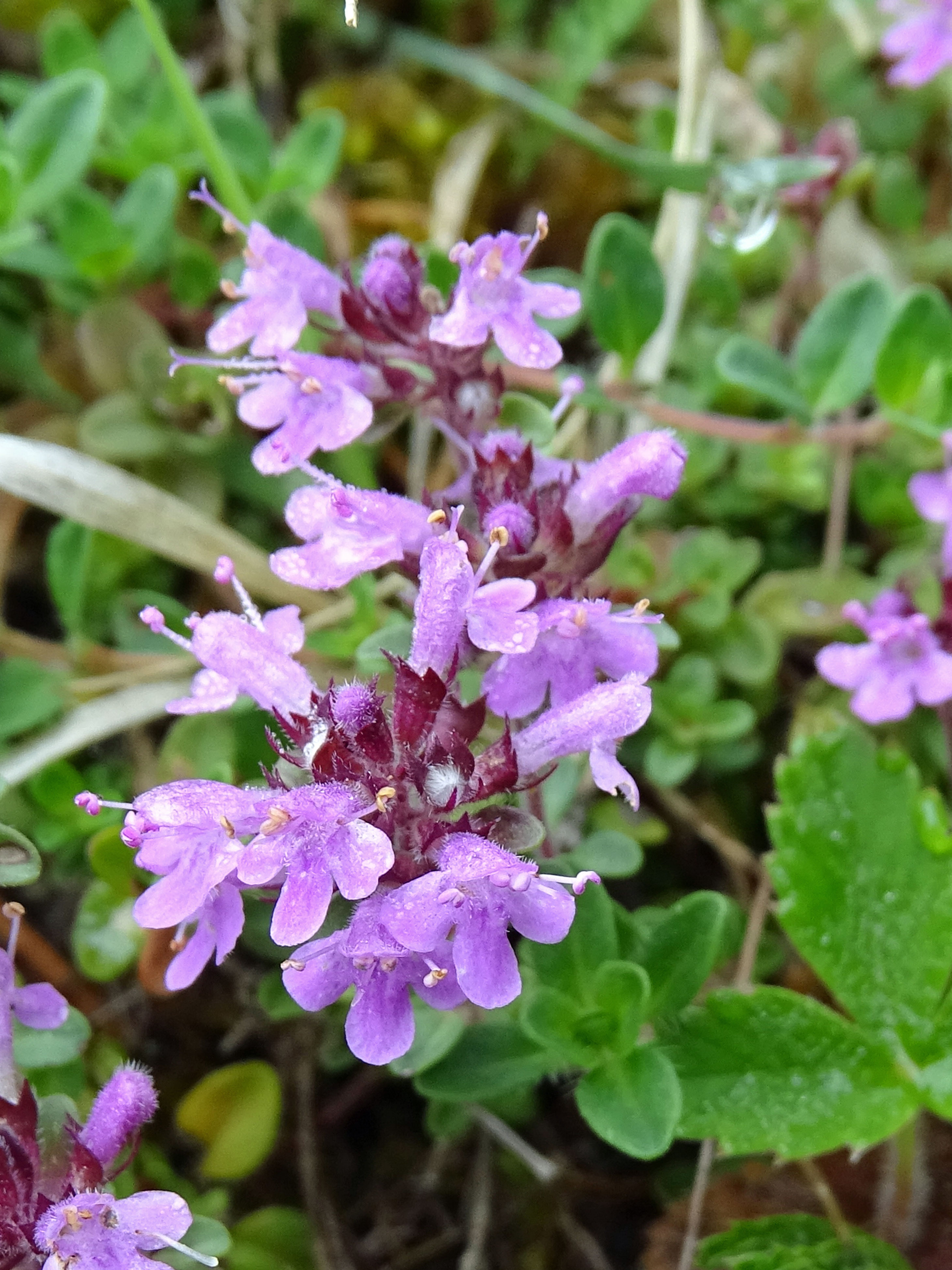 Frühblühender Thymian / Thymus praecox